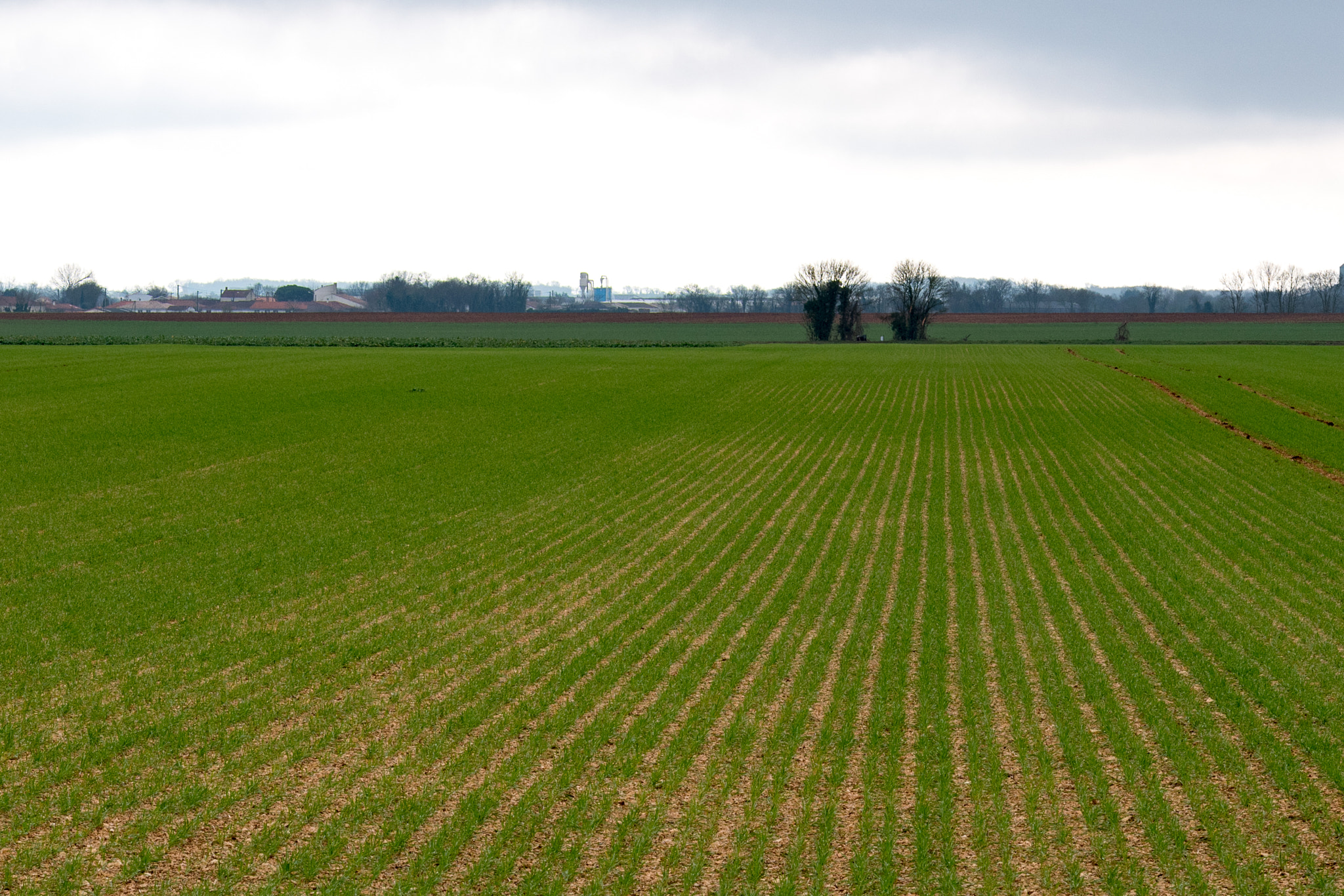 Panasonic Lumix DMC-GX85 (Lumix DMC-GX80 / Lumix DMC-GX7 Mark II) + Sigma 60mm F2.8 DN Art sample photo. Fields #1 photography