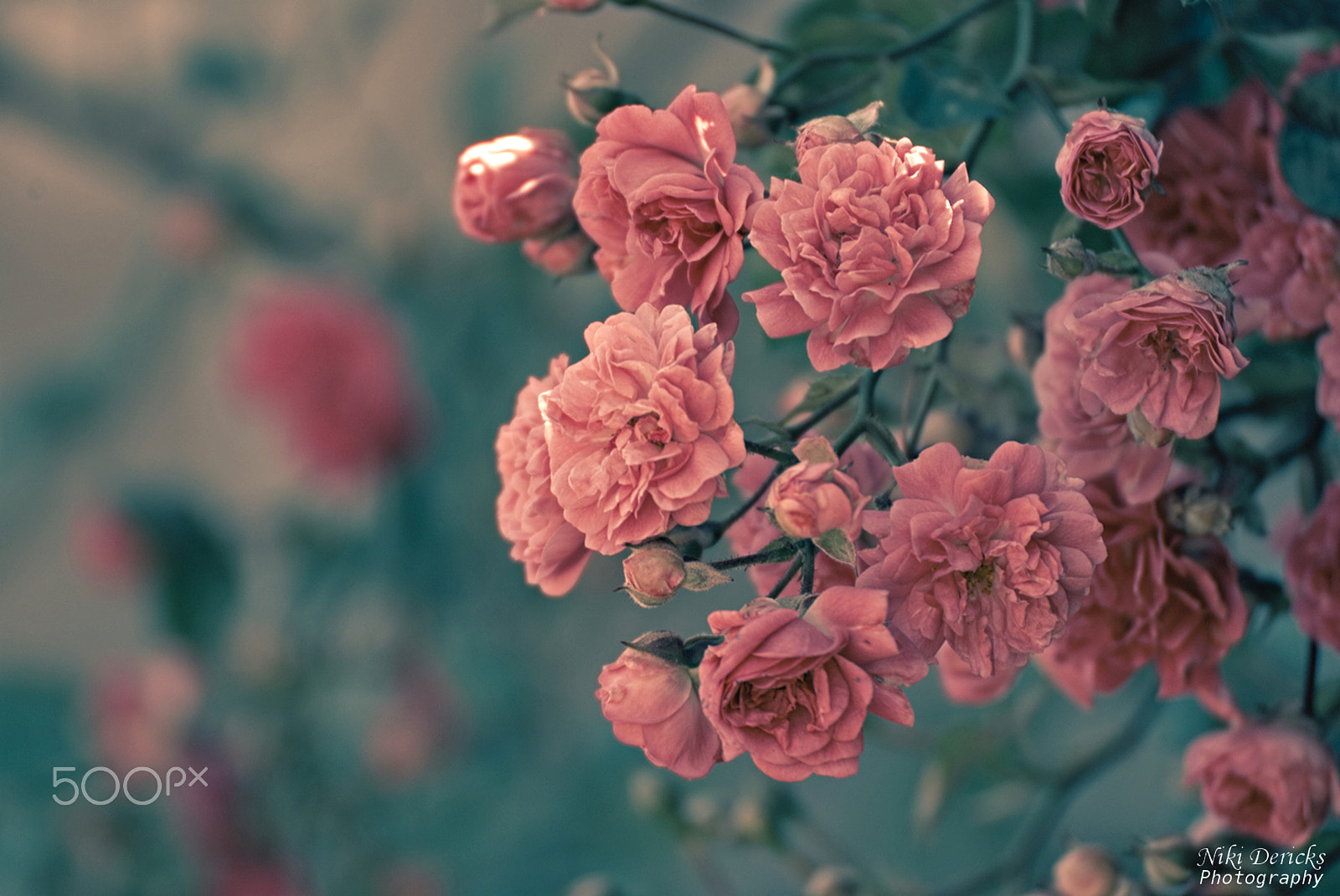 Nikon D3000 sample photo. Roses photography