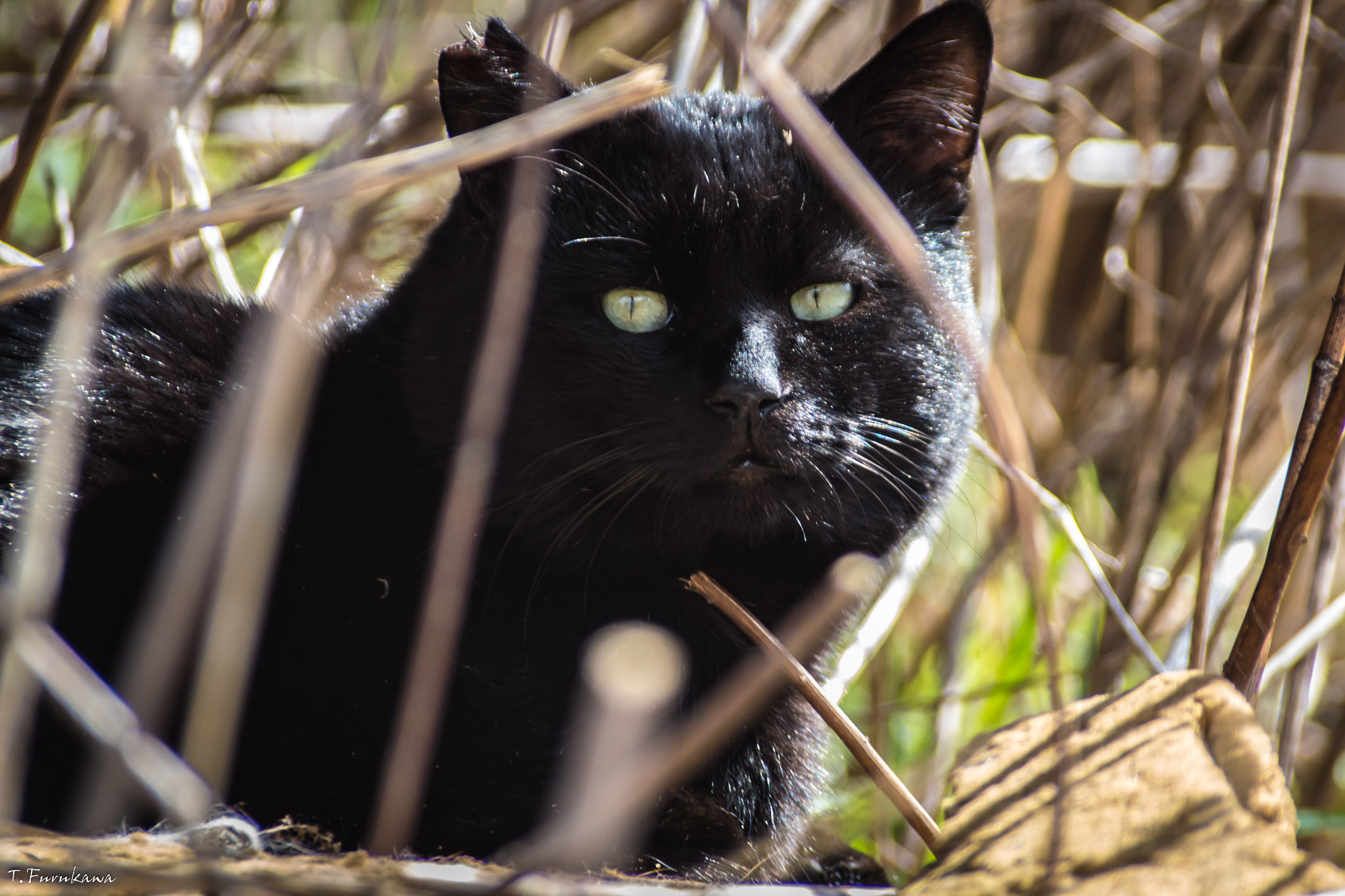 Pentax K-S2 sample photo. Black cat photography