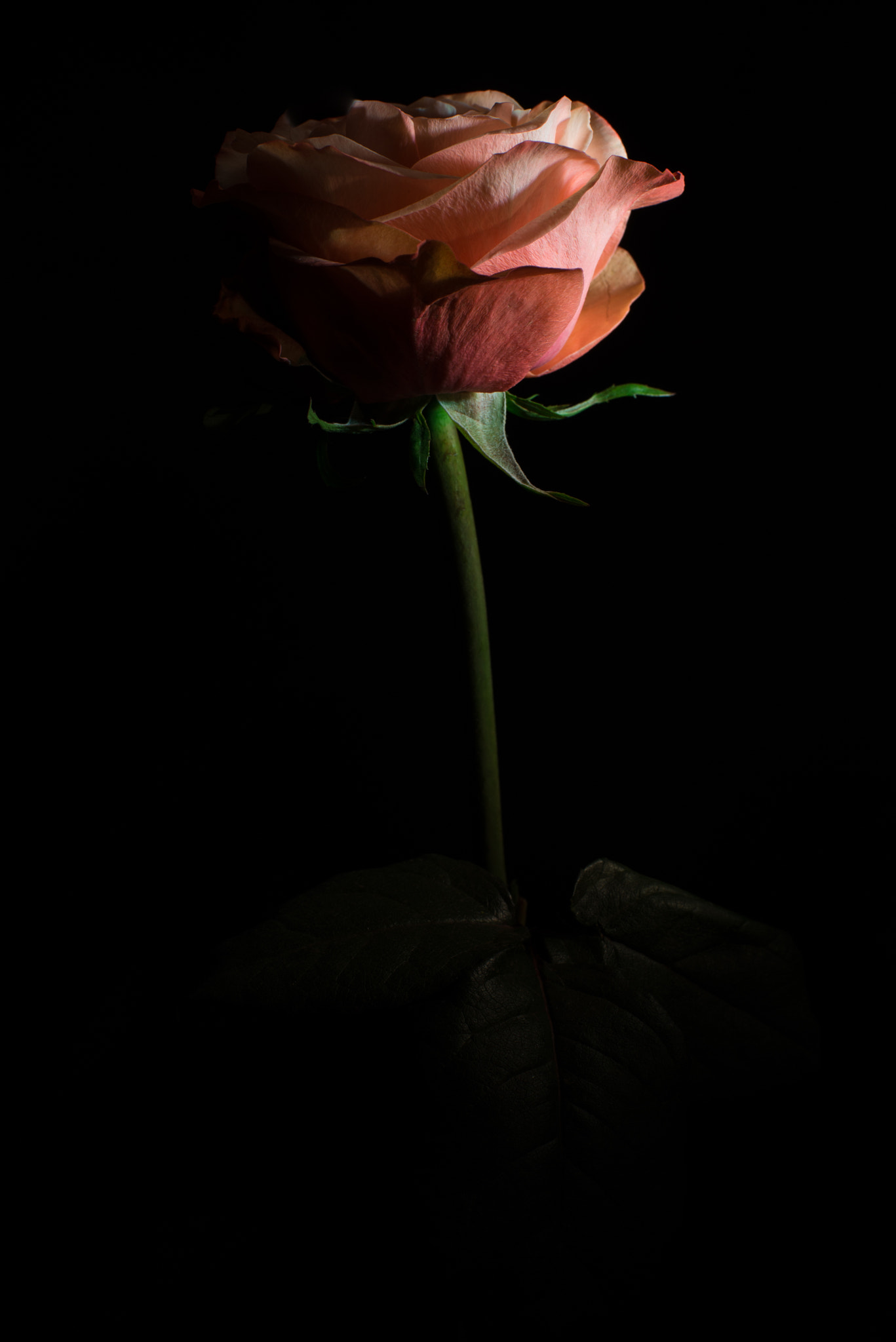 Nikon D610 + Nikon AF Nikkor 50mm F1.4D sample photo. A dimly lit rose.. photography