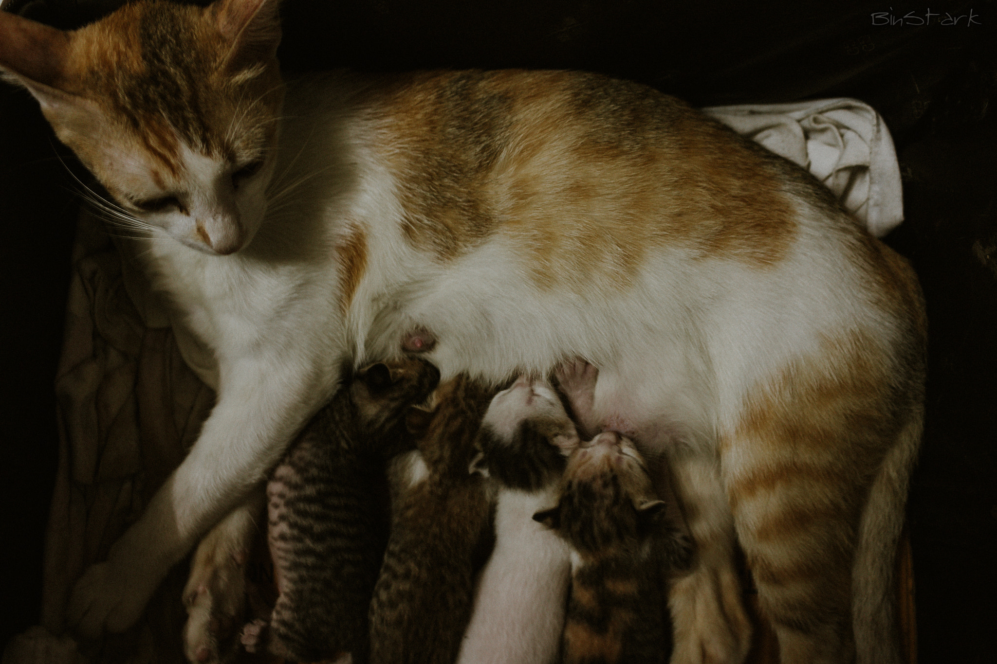Canon EOS 40D sample photo. Lovely cats photography
