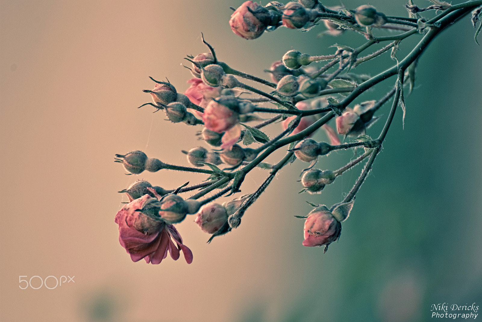 Nikon D3000 sample photo. Roses photography