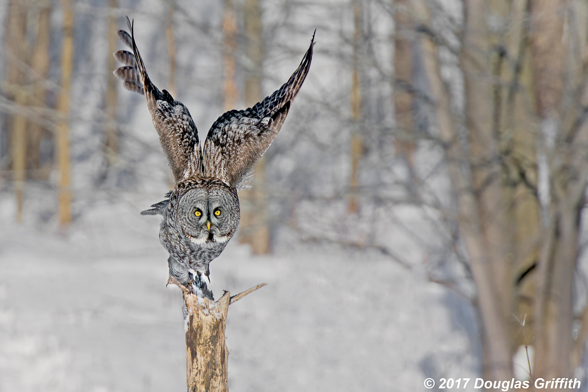 Nikon D7200 sample photo. Upbeat: great grey (gray) owl (strix nebulosa) photography