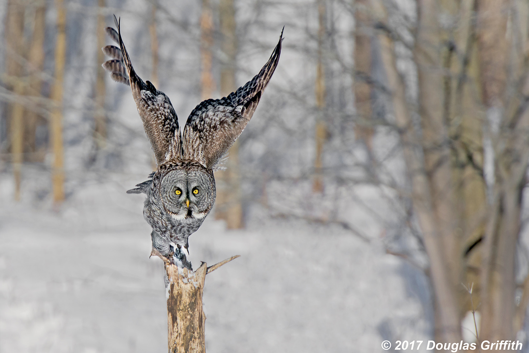 Nikon AF-S Nikkor 70-200mm F2.8G ED VR II sample photo. Upbeat: great grey (gray) owl (strix nebulosa) photography