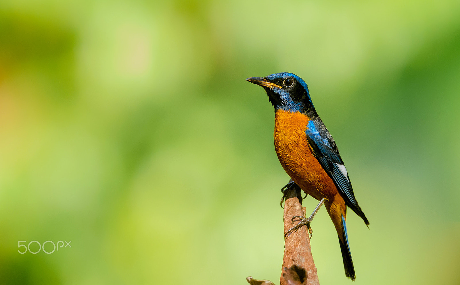 Nikon AF-S Nikkor 600mm F4E FL ED VR sample photo. Blue capped rock thrush photography