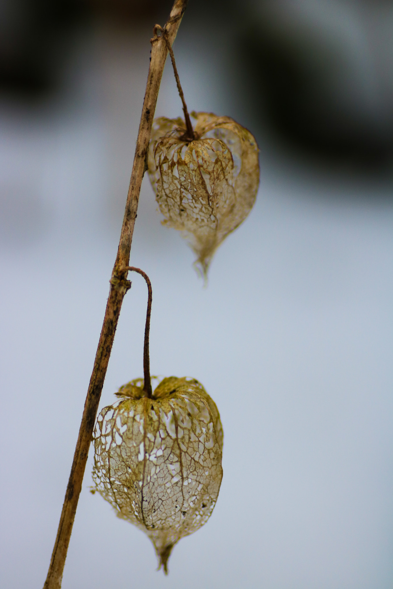 Canon EOS 750D (EOS Rebel T6i / EOS Kiss X8i) + Tamron SP AF 90mm F2.8 Di Macro sample photo. Winter cherry photography