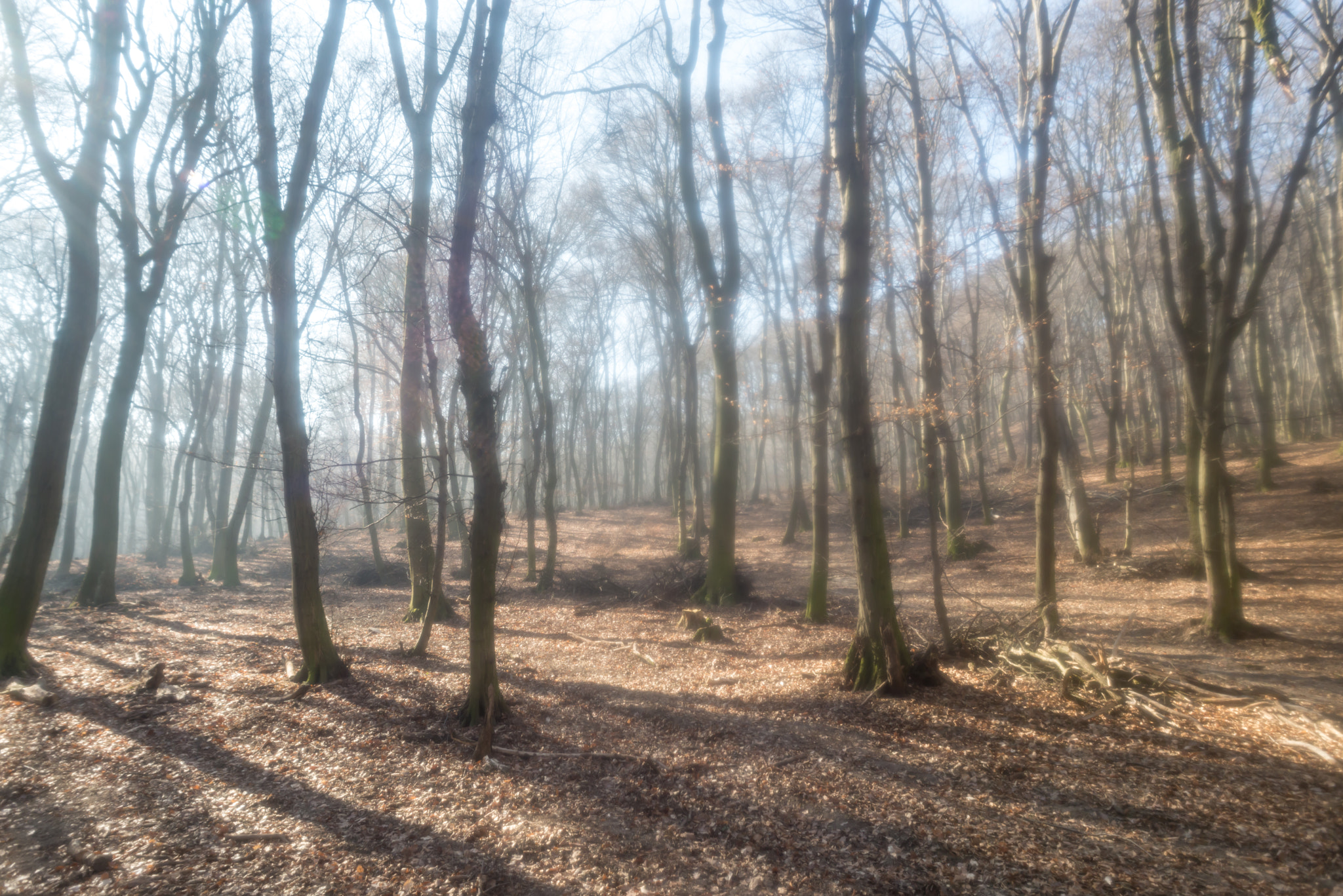 Nikon D610 + AF Nikkor 24mm f/2.8 sample photo. Soft shoot with damaged nikkor af24mm in forest photography