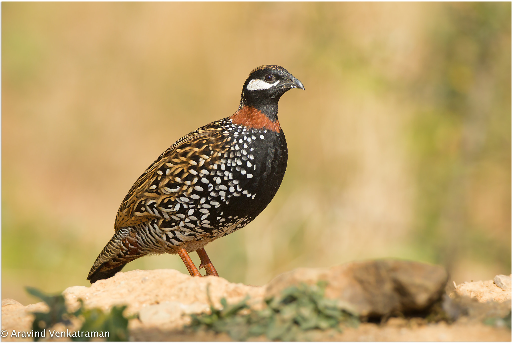 Canon EF 500mm F4L IS USM sample photo. Black francolin photography