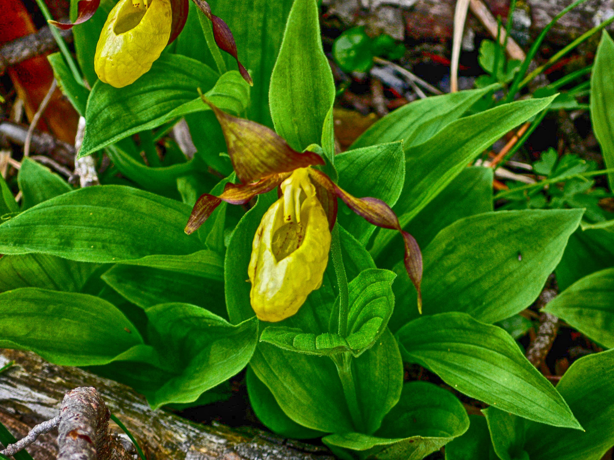 Panasonic DMC-LX1 sample photo. Venus slipper orchid photography