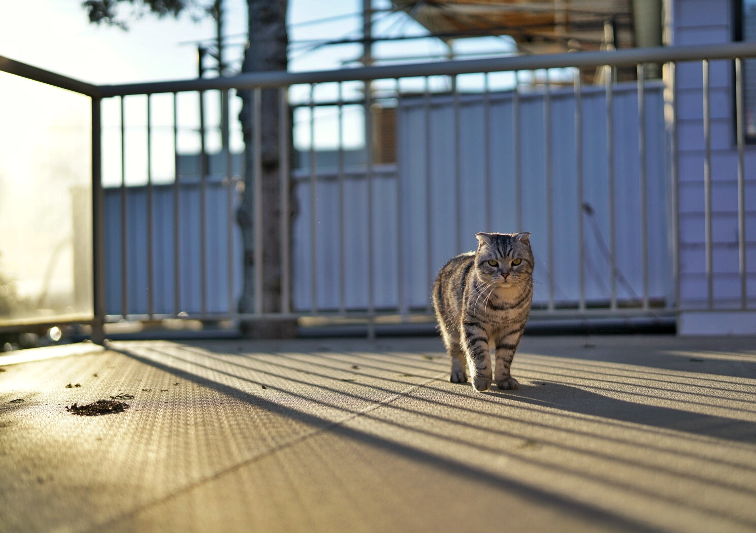 Sony a7R II + Sony Planar T* FE 50mm F1.4 ZA sample photo. My cat photography