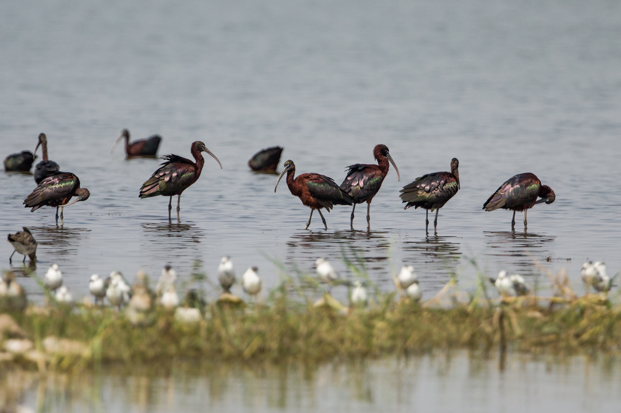 Canon EOS 700D (EOS Rebel T5i / EOS Kiss X7i) + Canon EF 300mm F2.8L IS II USM sample photo. The glossy ibis (plegadis falcinellus) photography