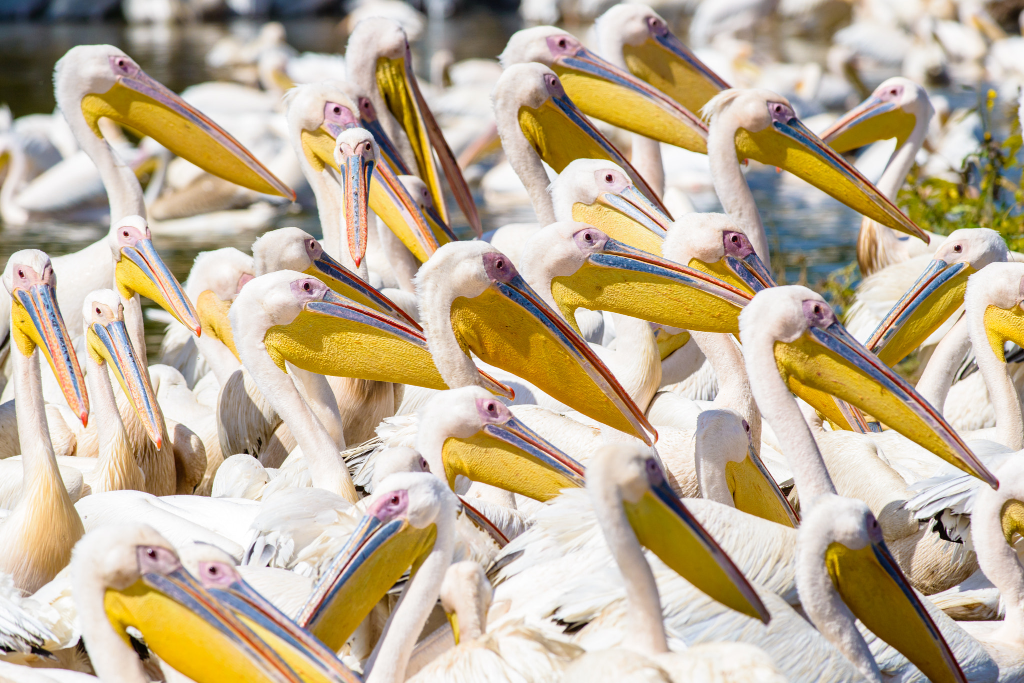 Nikon D800 + Nikon AF-S Nikkor 300mm F4D ED-IF sample photo. Pelicans meeting photography