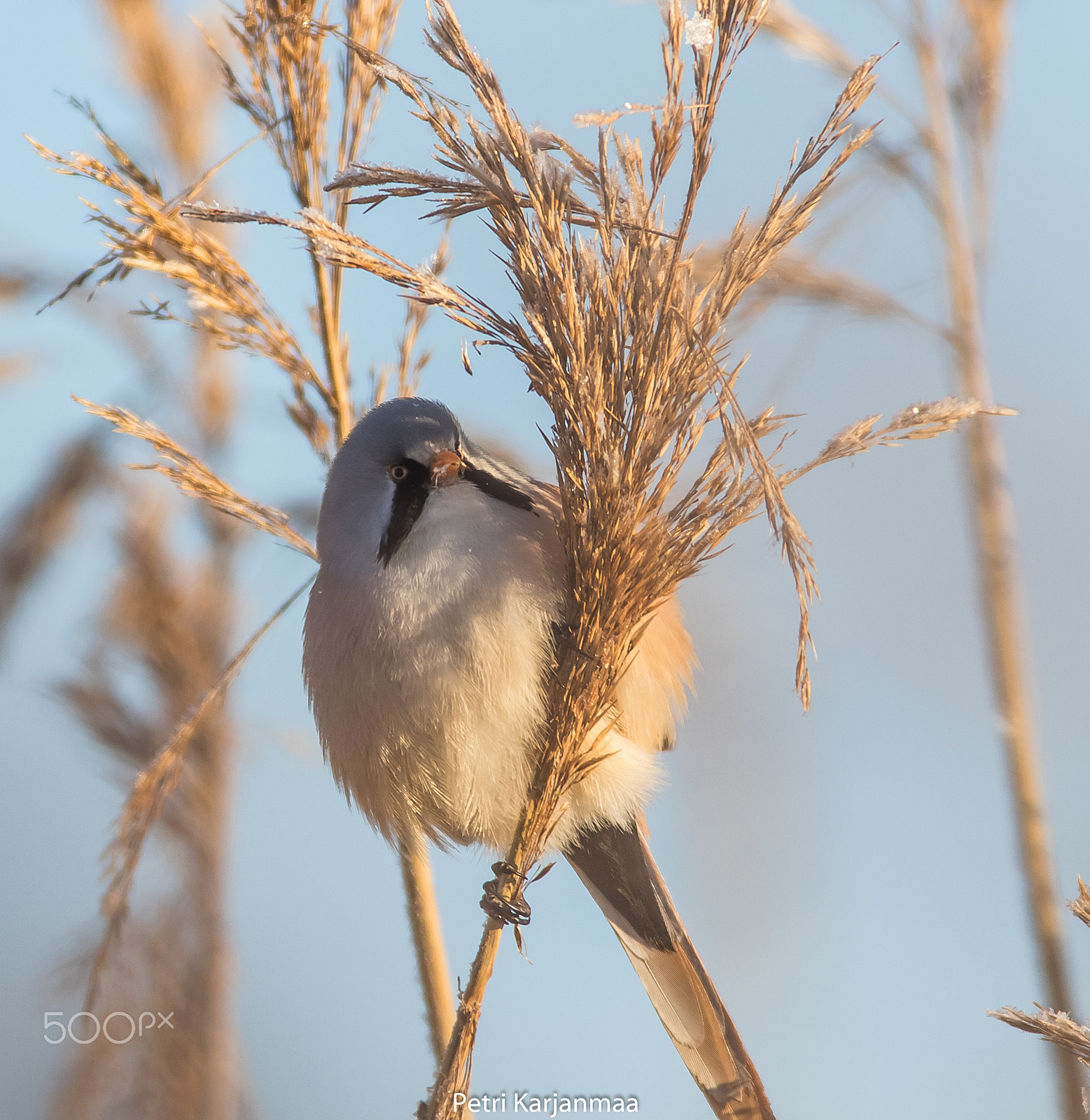 Canon EF 300mm f/2.8L + 1.4x sample photo. Natures beauty photography
