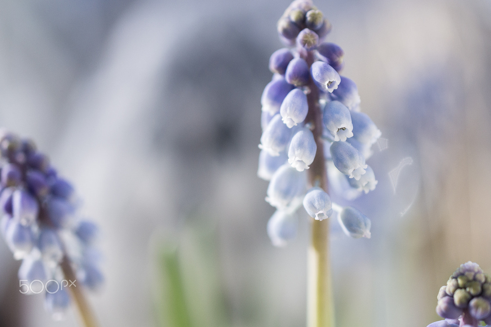 Nikon AF-S DX Micro Nikkor 40mm F2.8 sample photo. Grape hyancinth photography