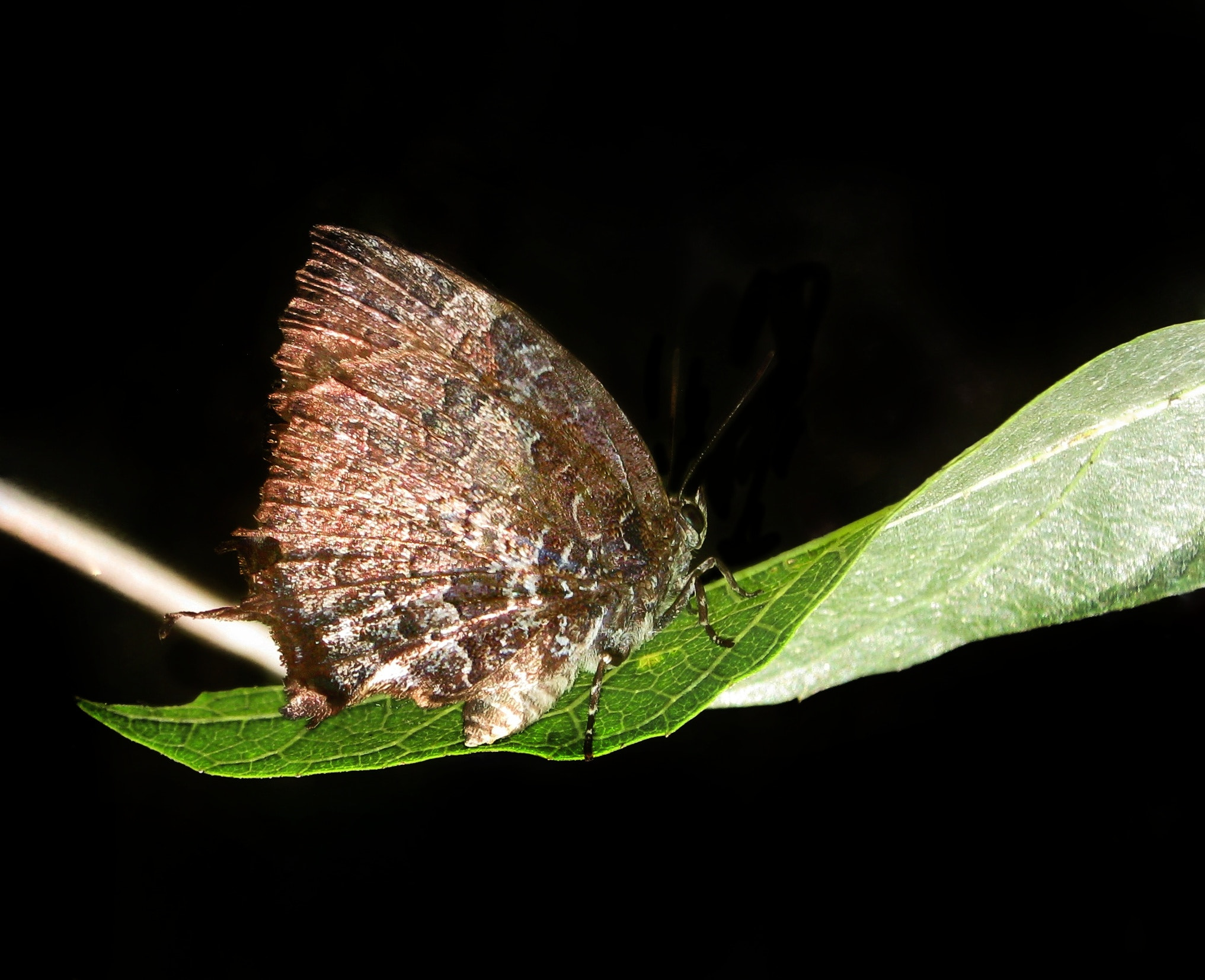 Canon PowerShot A495 sample photo. Rare wings.. photography