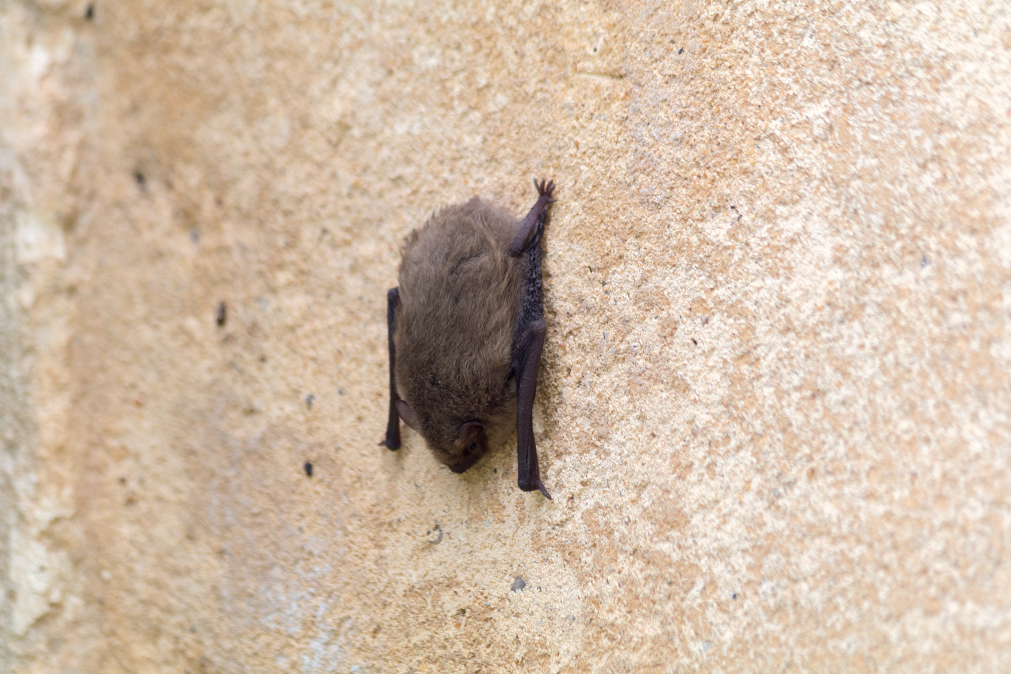 Canon EF 70-300mm F4-5.6 IS USM sample photo. Bat photography