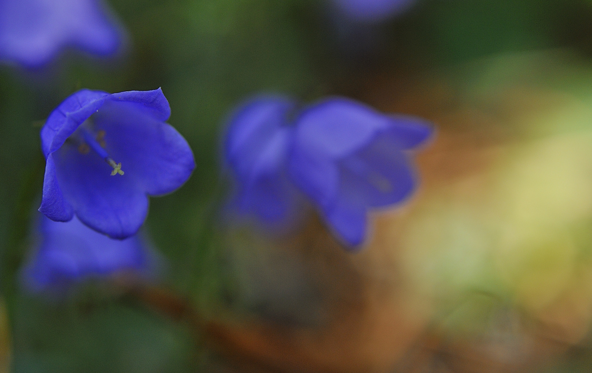 Nikon D700 + Sigma 105mm F2.8 EX DG Macro sample photo. Bells. photography