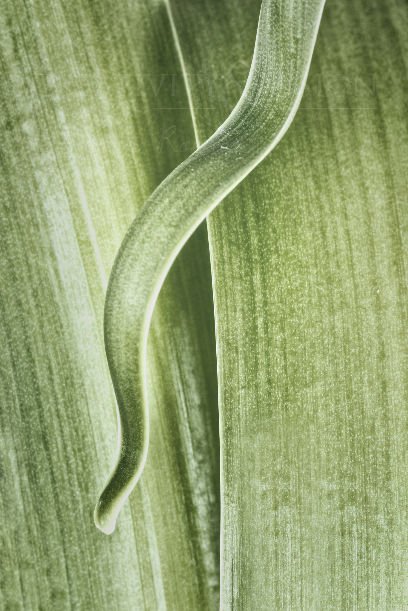 Pentax K-1 sample photo. Plant life photography
