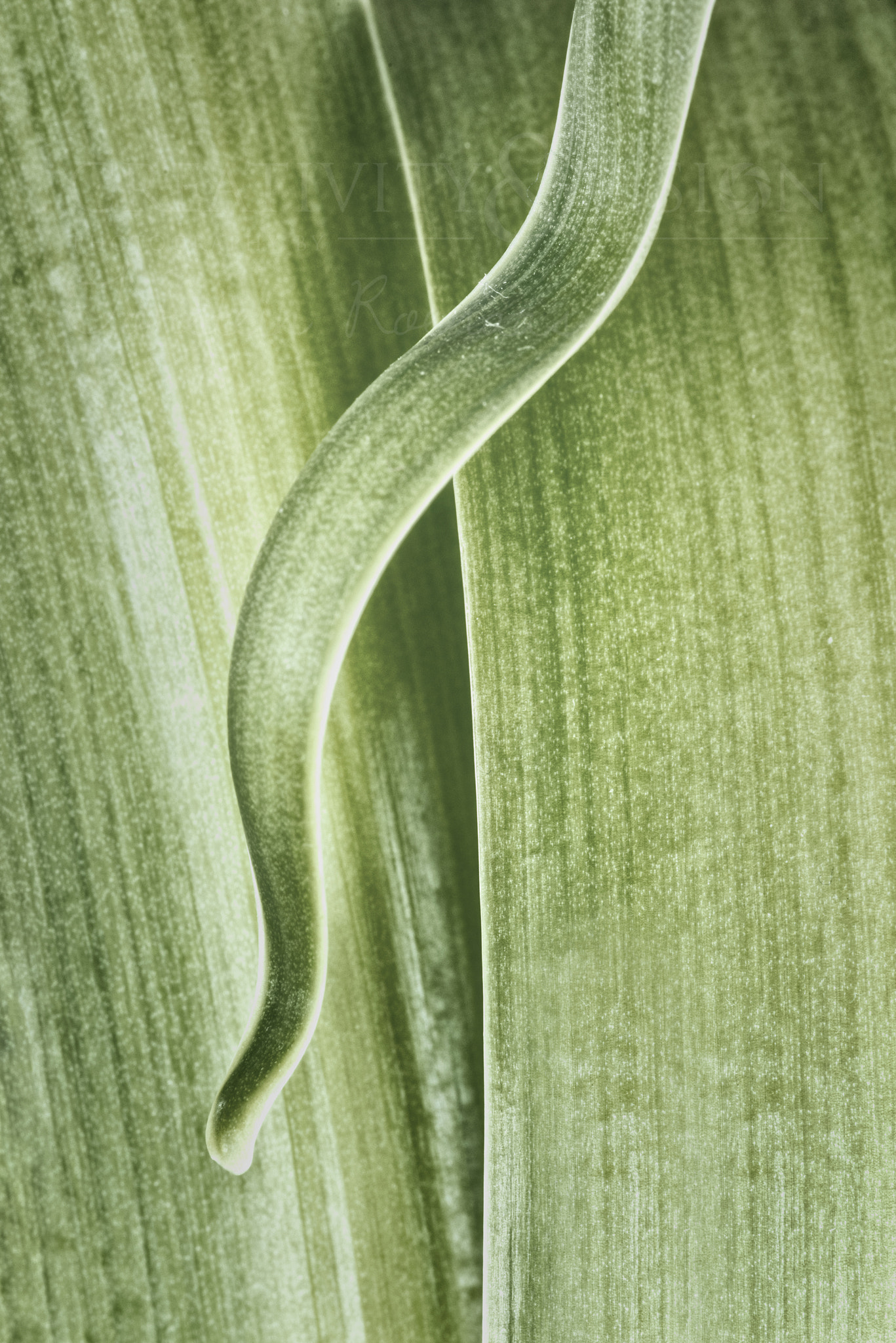 Pentax K-1 + A Series Lens sample photo. Plant life photography