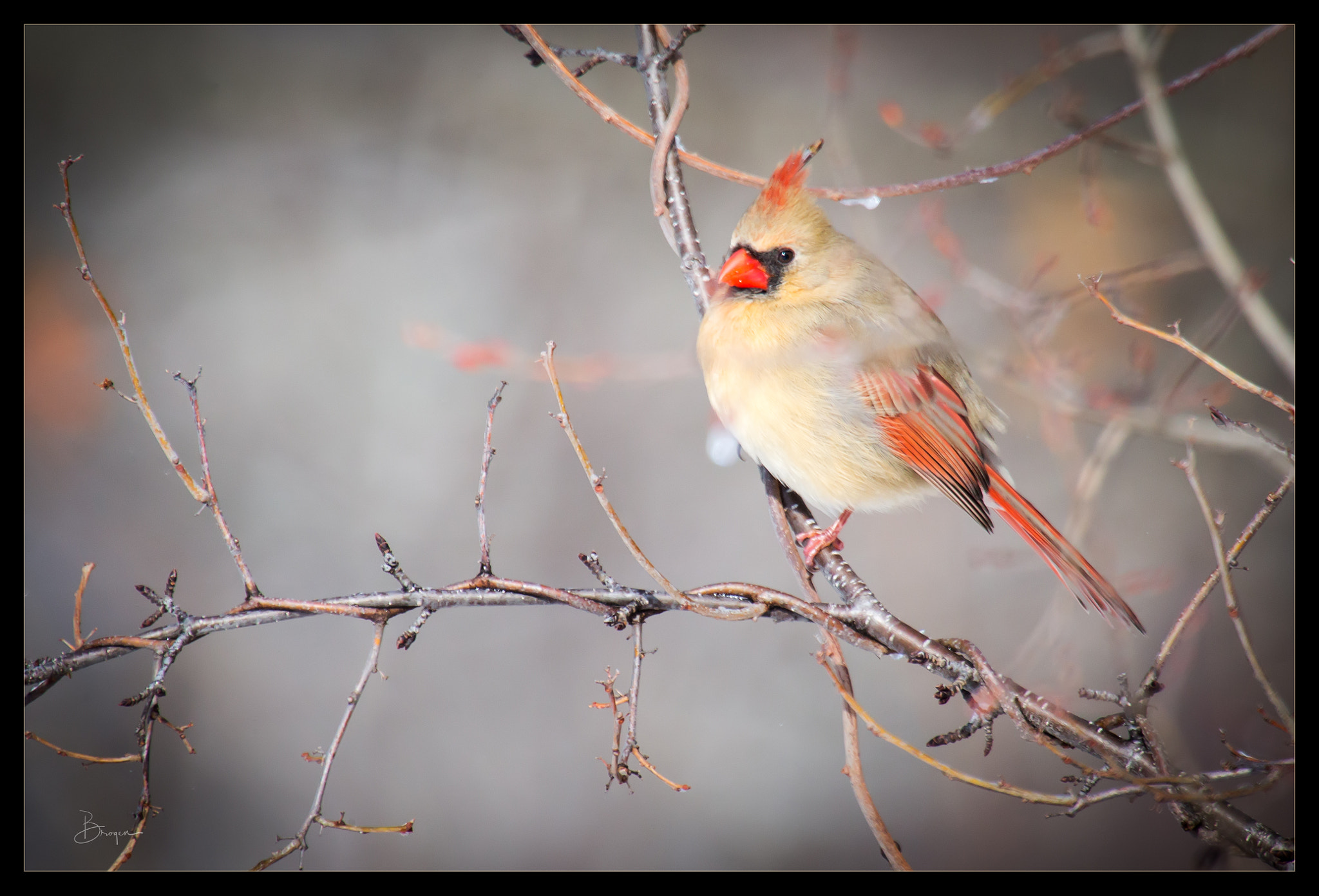 Canon EF 100-400mm F4.5-5.6L IS USM sample photo. Cardinal photography