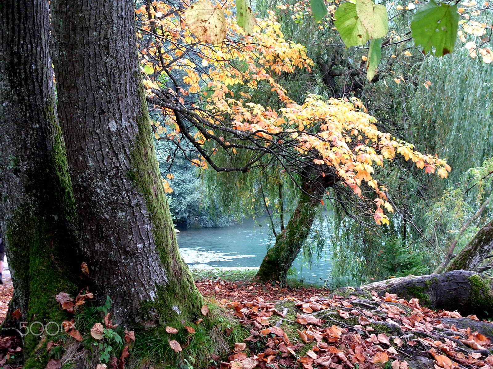 Nikon COOLPIX L5 sample photo. Nature lake bled slovenia europe autumn photography