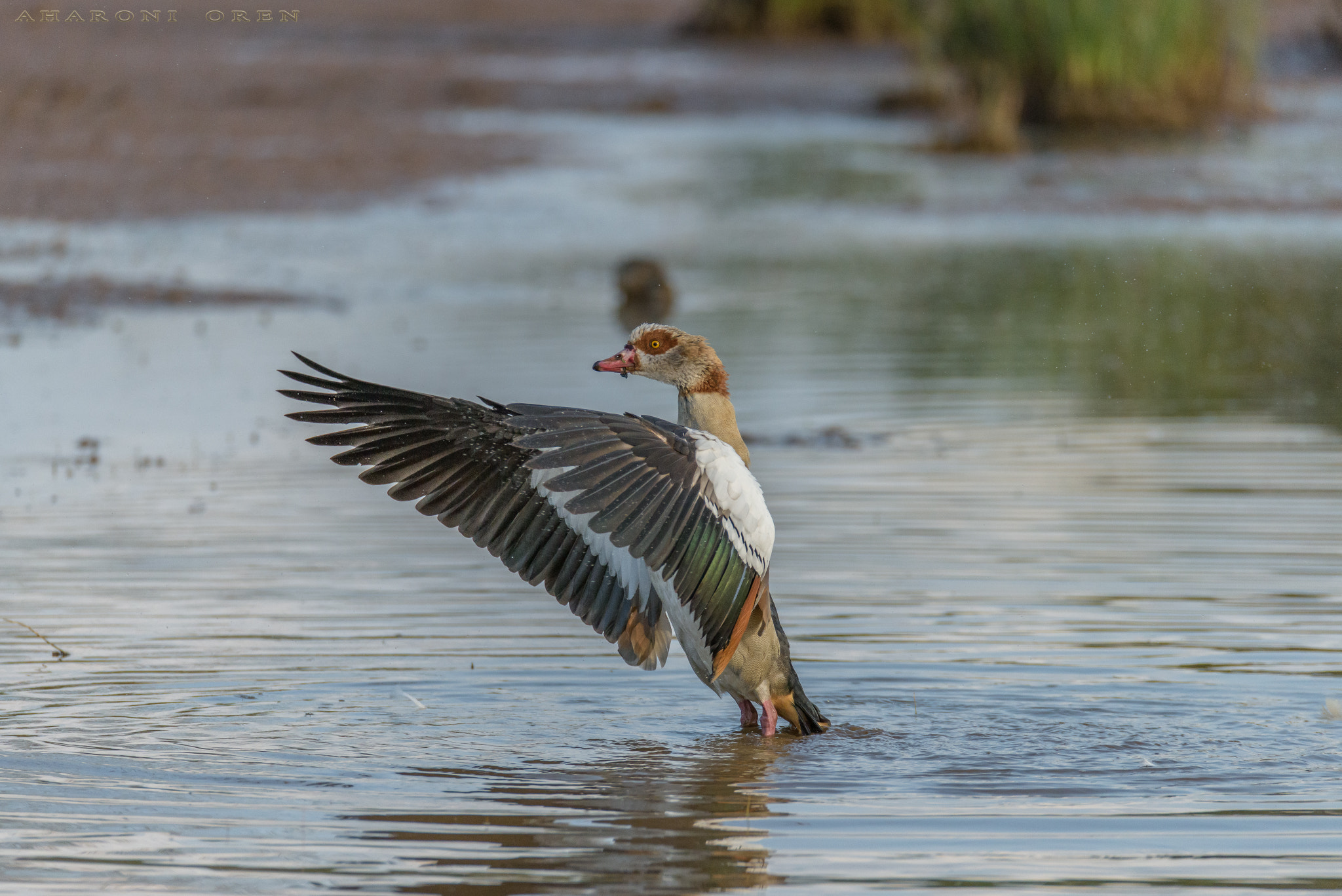 Sigma 150-600mm F5-6.3 DG OS HSM | S sample photo