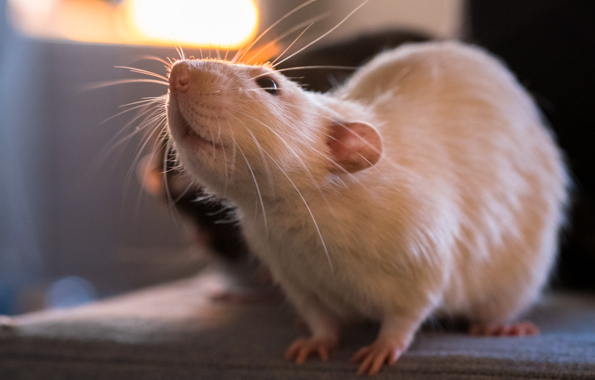 Fujifilm X-T1 + Fujifilm XF 60mm F2.4 R Macro sample photo. Random rats photography