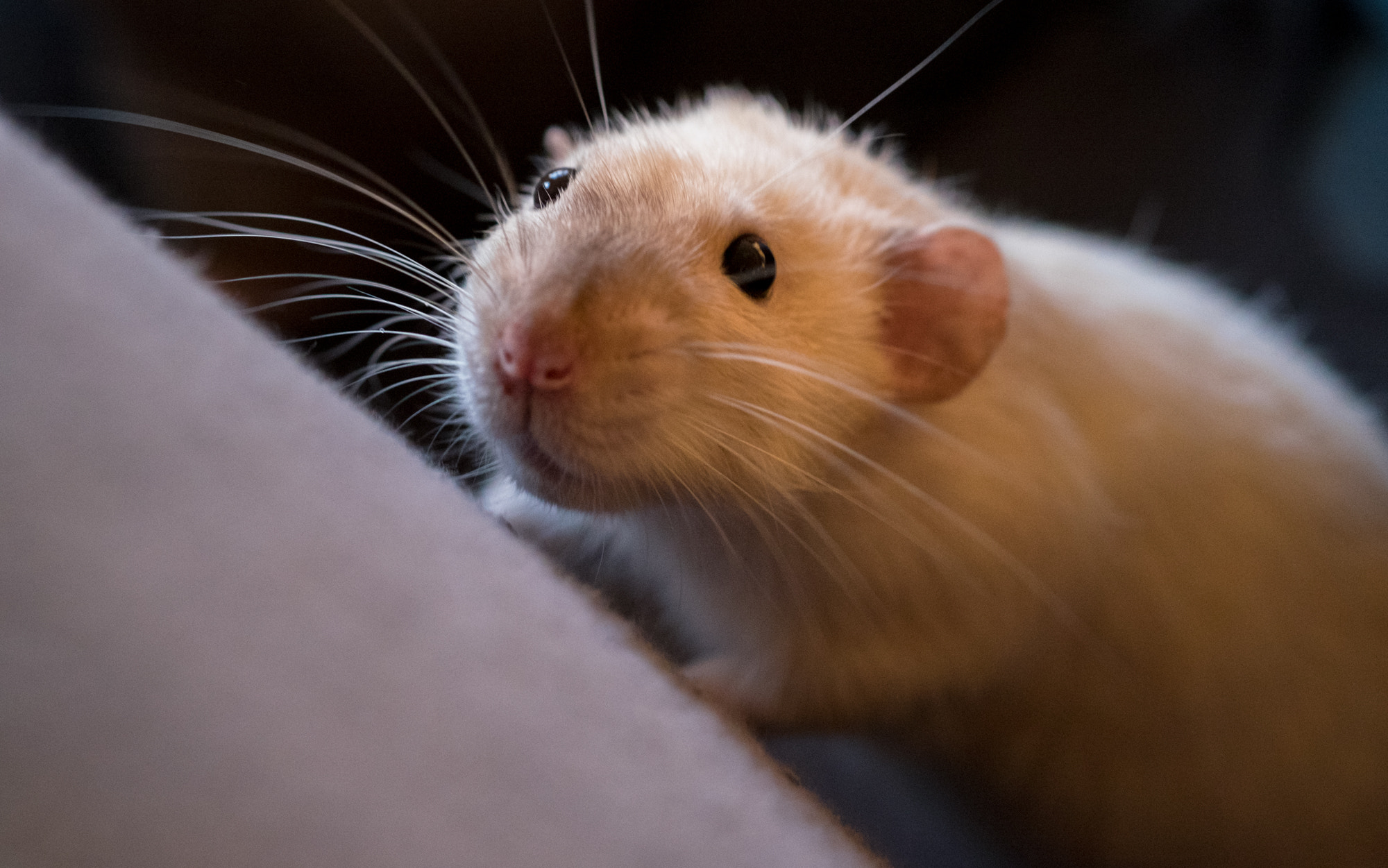 Fujifilm X-T1 + Fujifilm XF 60mm F2.4 R Macro sample photo. Random rats photography