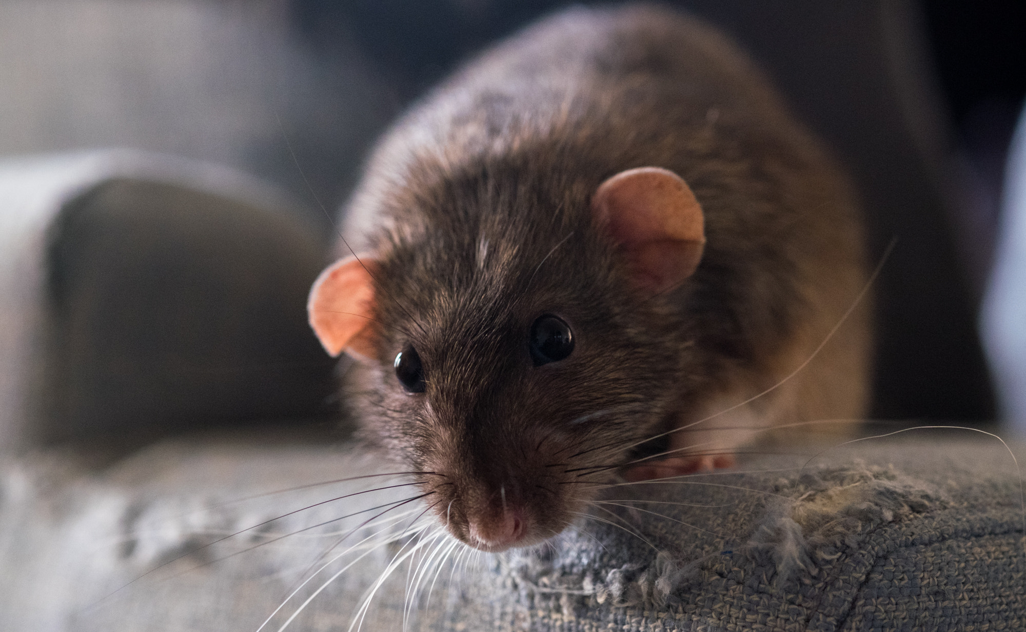 Fujifilm X-T1 + Fujifilm XF 60mm F2.4 R Macro sample photo. Random rats photography