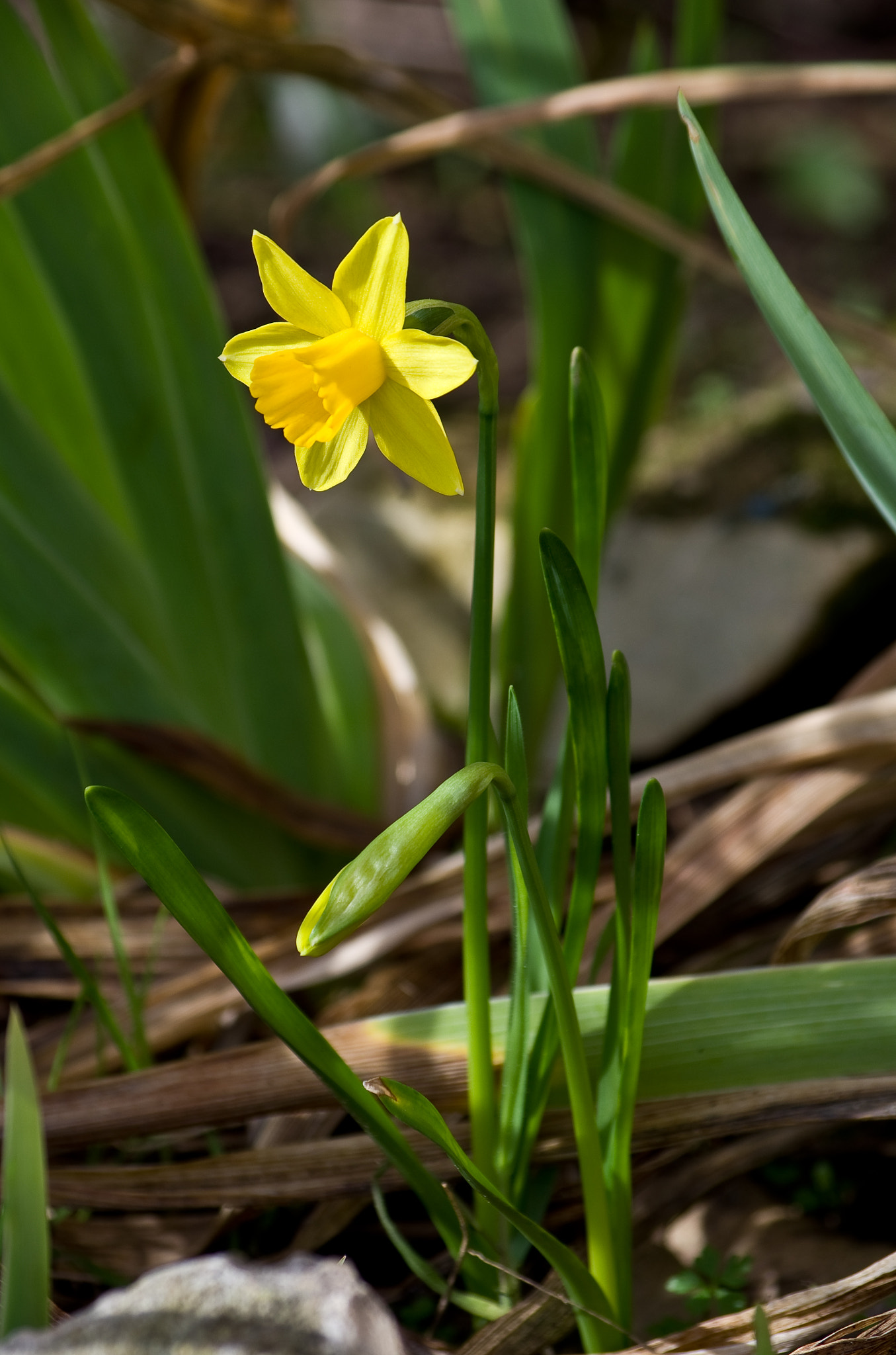 Pentax K-5 + Pentax smc DA 50-200mm F4-5.6 ED sample photo. Jonquille  photography