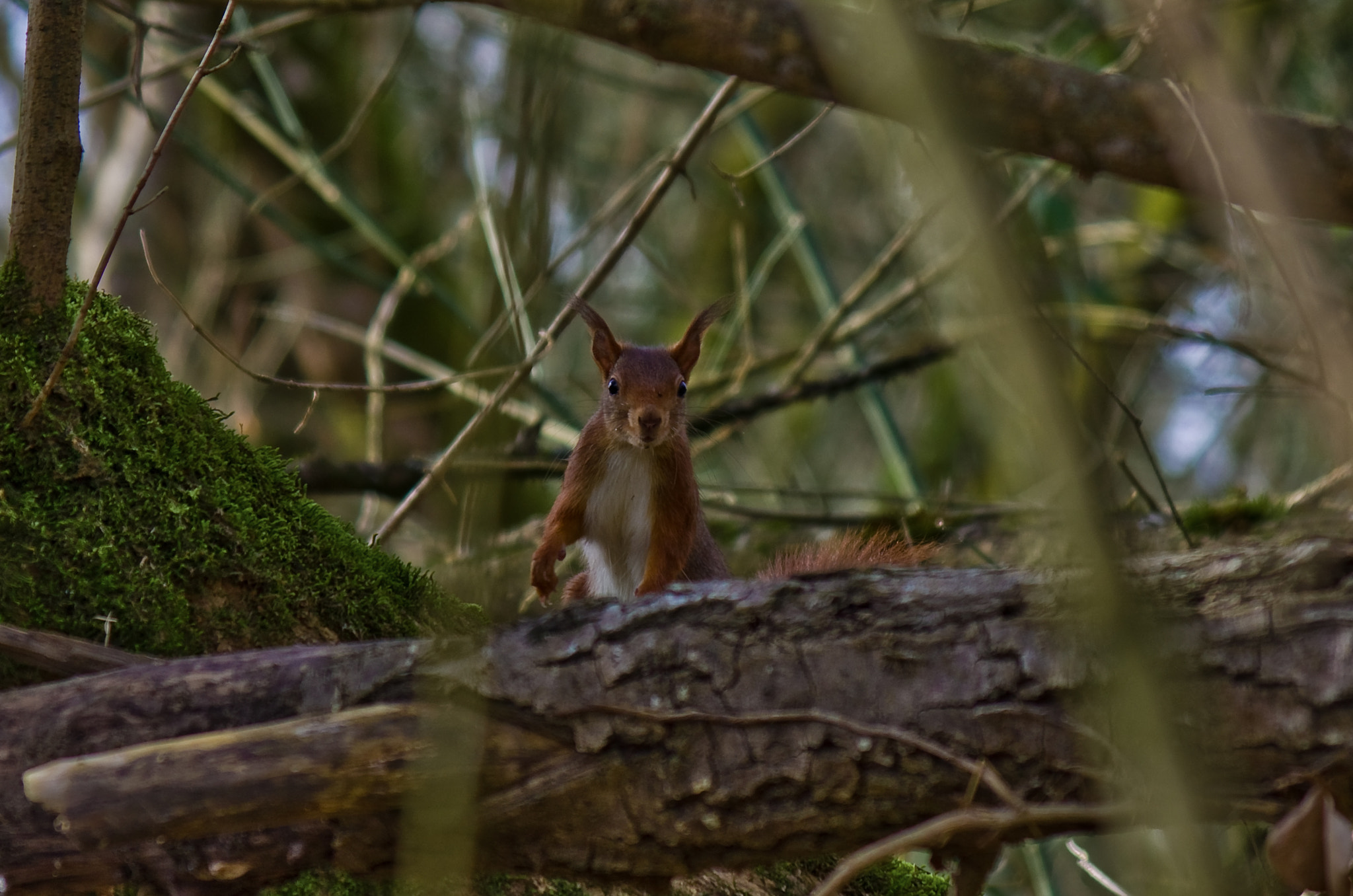 Pentax smc DA 50-200mm F4-5.6 ED sample photo. Petit écureuil curieux photography