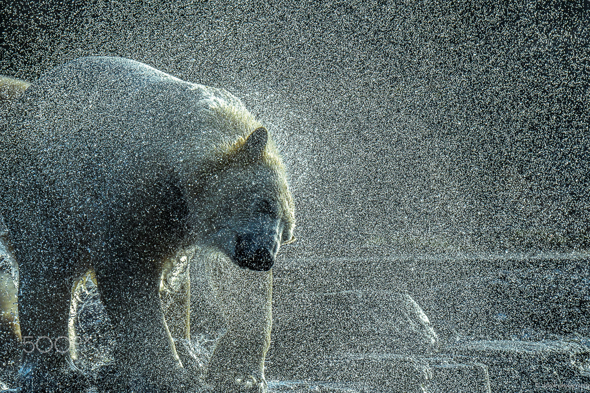 Nikon D500 sample photo. Rotating water drops photography