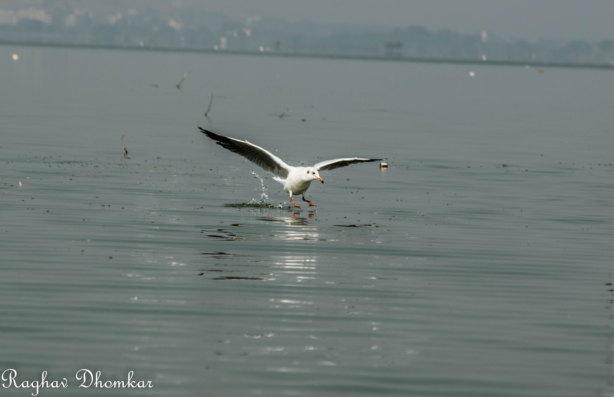 Nikon D5500 sample photo. Bhigwan  photography