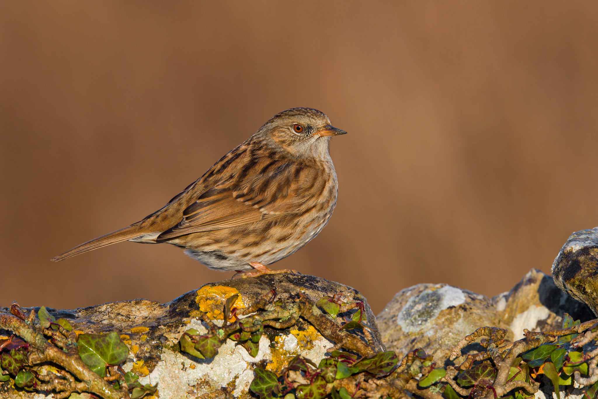 Sigma 150-600mm F5-6.3 DG OS HSM | S sample photo. Dunnock on rocks photography