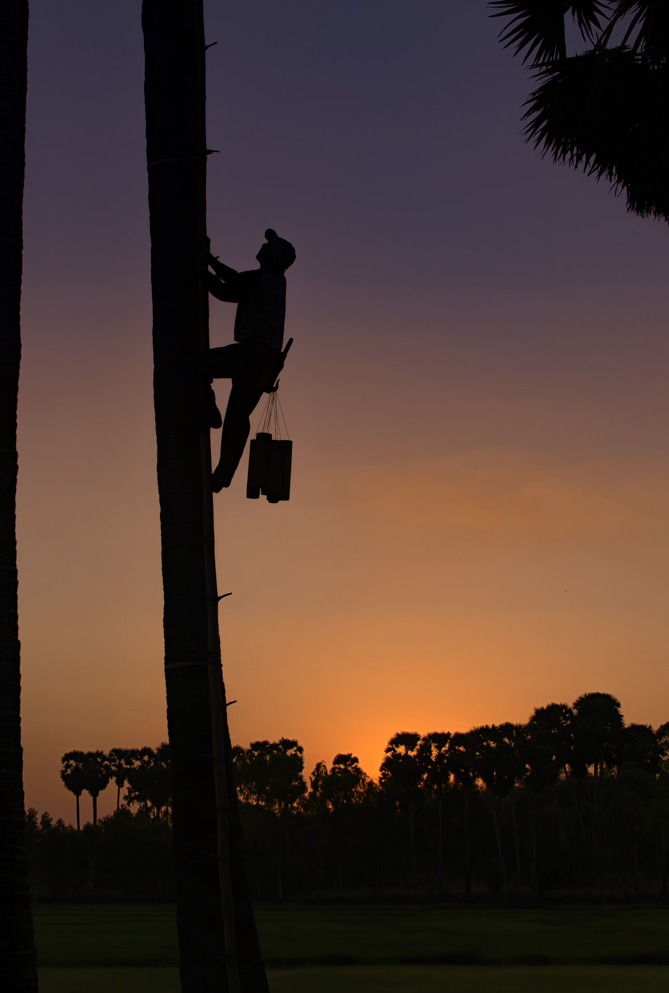 Nikon D610 sample photo. Man climbing palm in the morning. photography