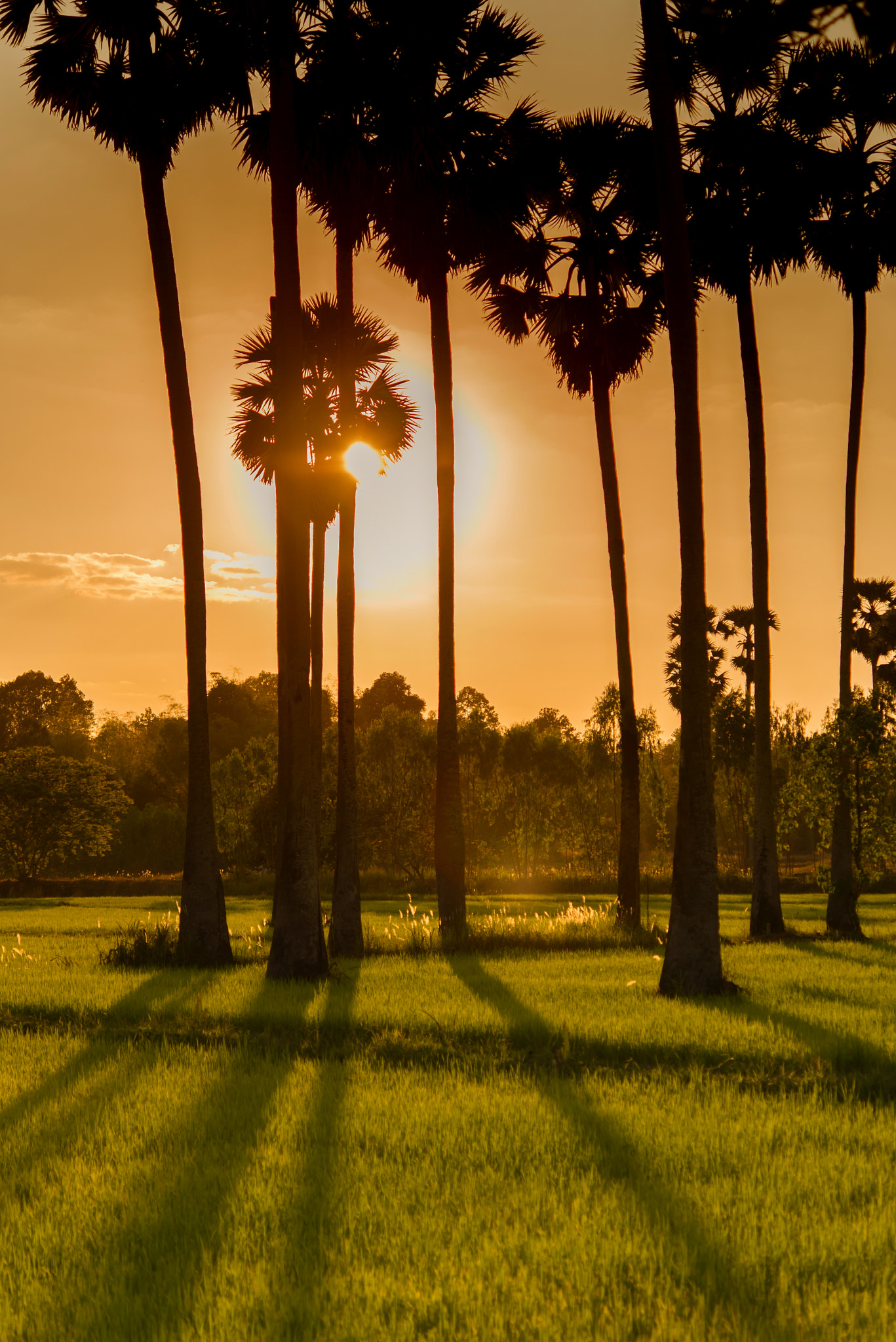Nikon D610 sample photo. Sugar palm and rice filed at sunset photography