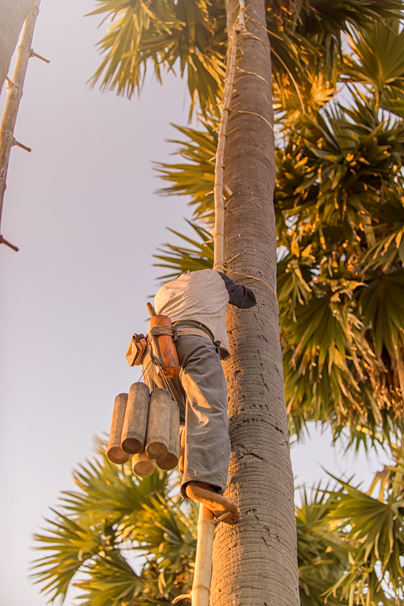 Nikon D610 sample photo. Man climbing palm in the morning. photography