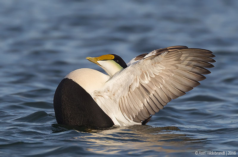 Canon EF 500mm F4L IS USM sample photo. Flapping eider photography