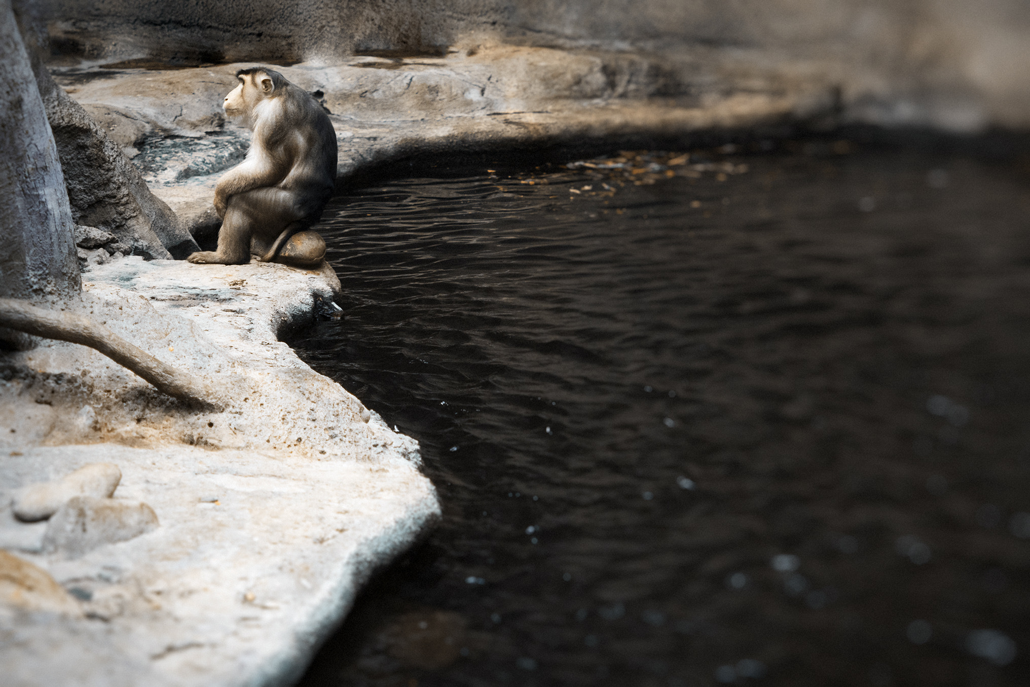 Nikon AF-S Micro-Nikkor 60mm F2.8G ED sample photo. Thinker photography