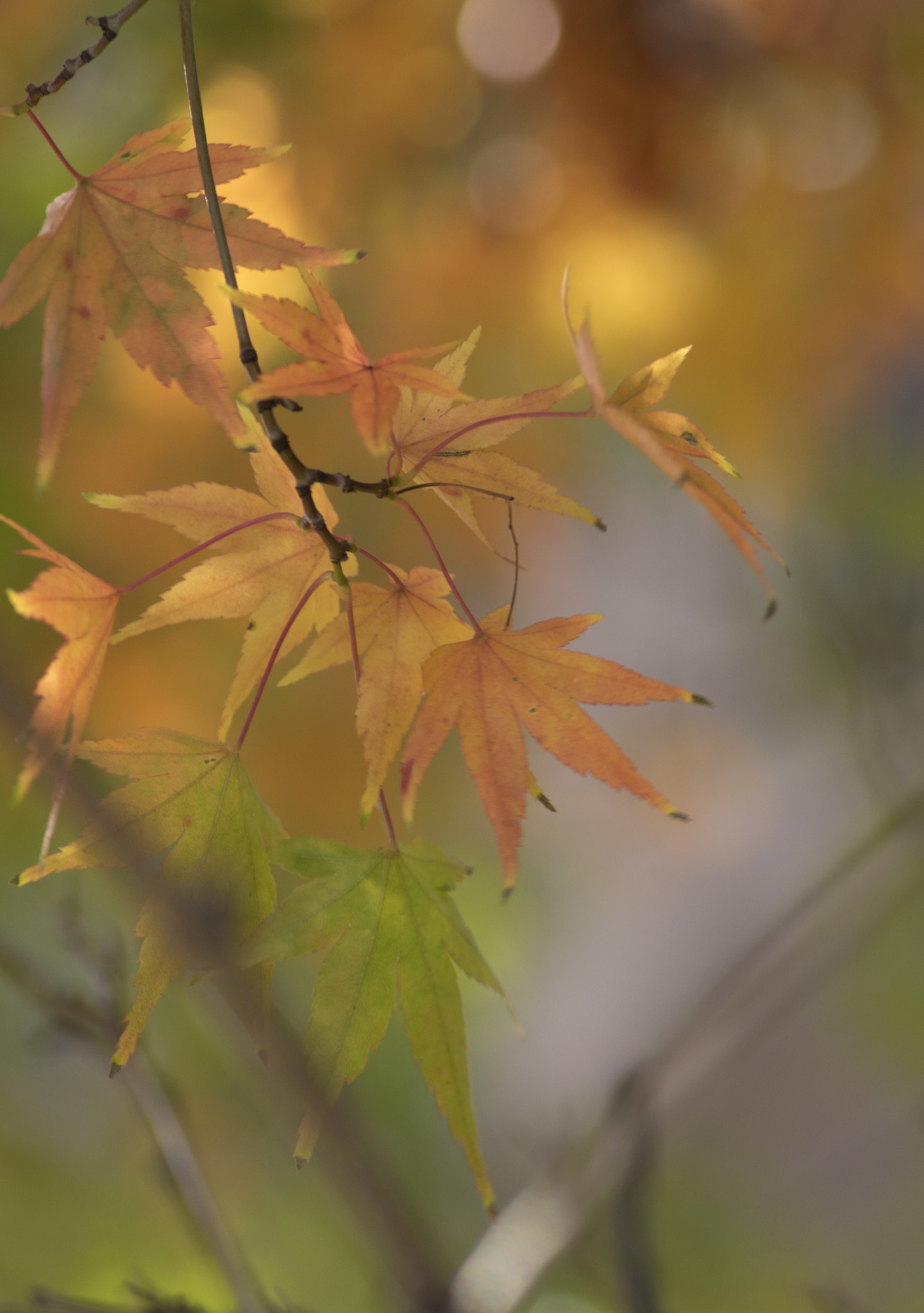 Pentax smc D-FA 100mm F2.8 Macro WR sample photo. Remembering seasons past photography