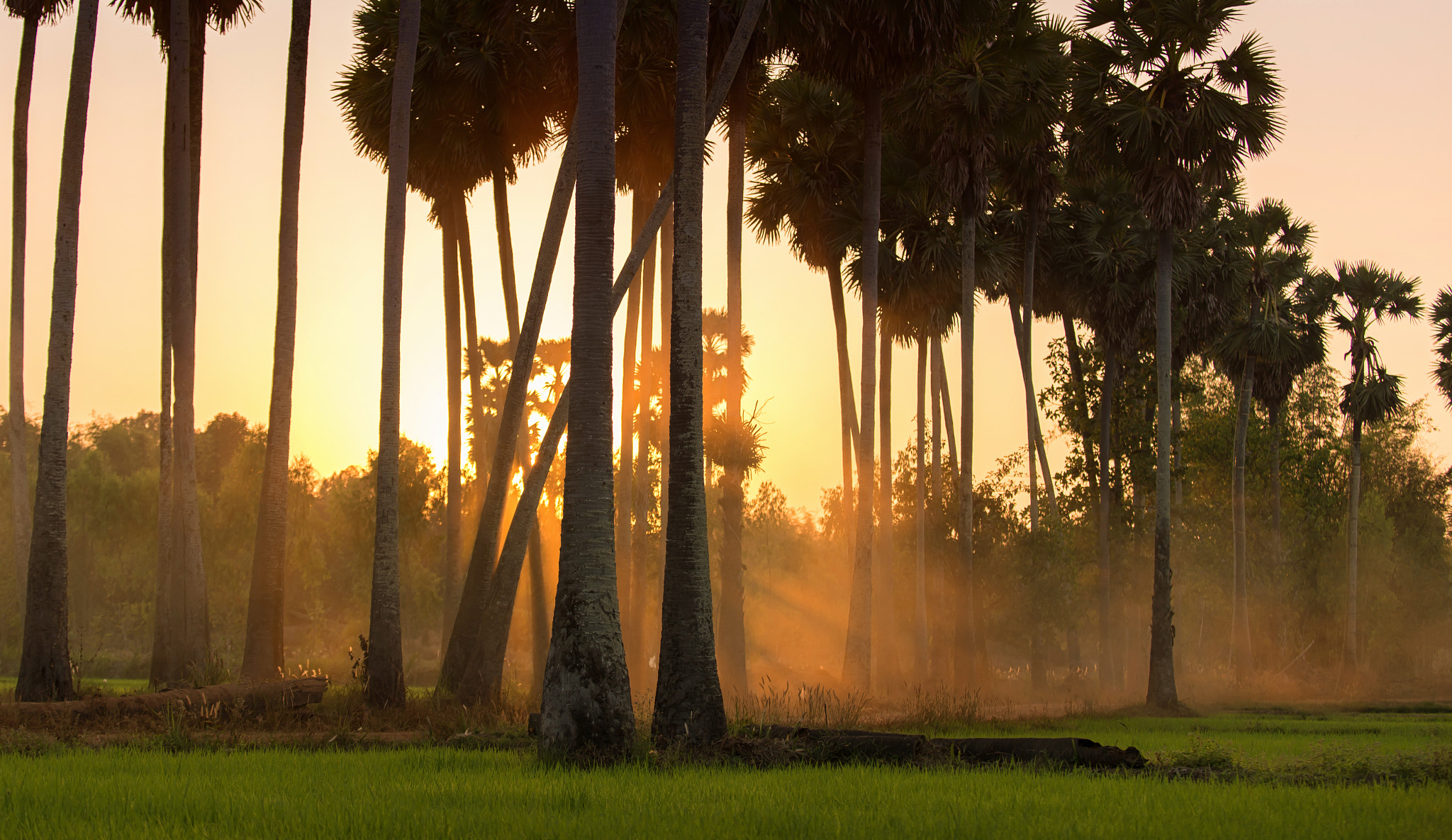 Nikon D610 sample photo. Sugar palm and rice filed during sunset photography