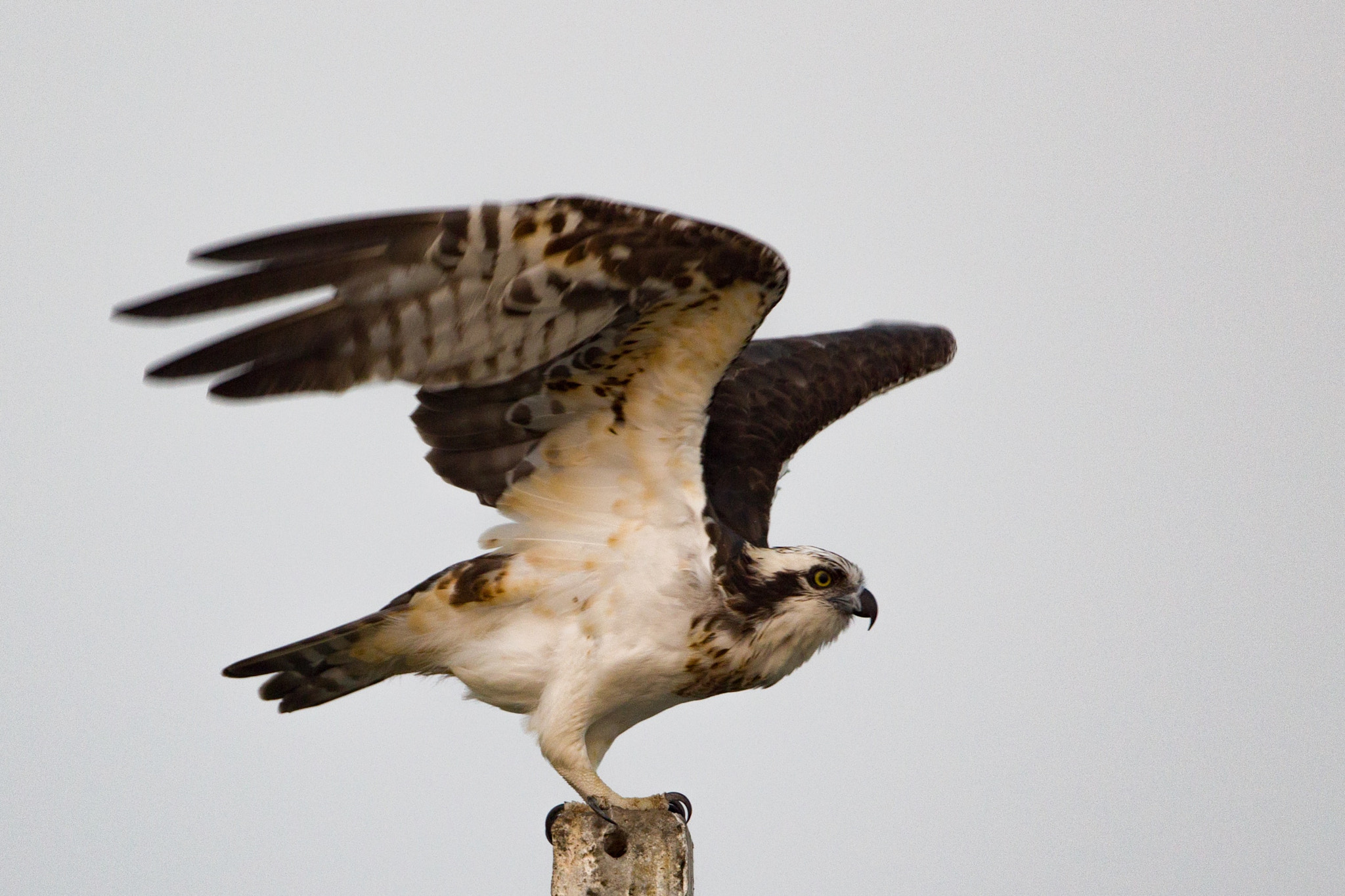 Canon EOS 700D (EOS Rebel T5i / EOS Kiss X7i) + Canon EF 300mm F2.8L IS II USM sample photo. The osprey (pandion haliaetus) — also called fish eagle, sea hawk, river hawk, and fish hawk photography