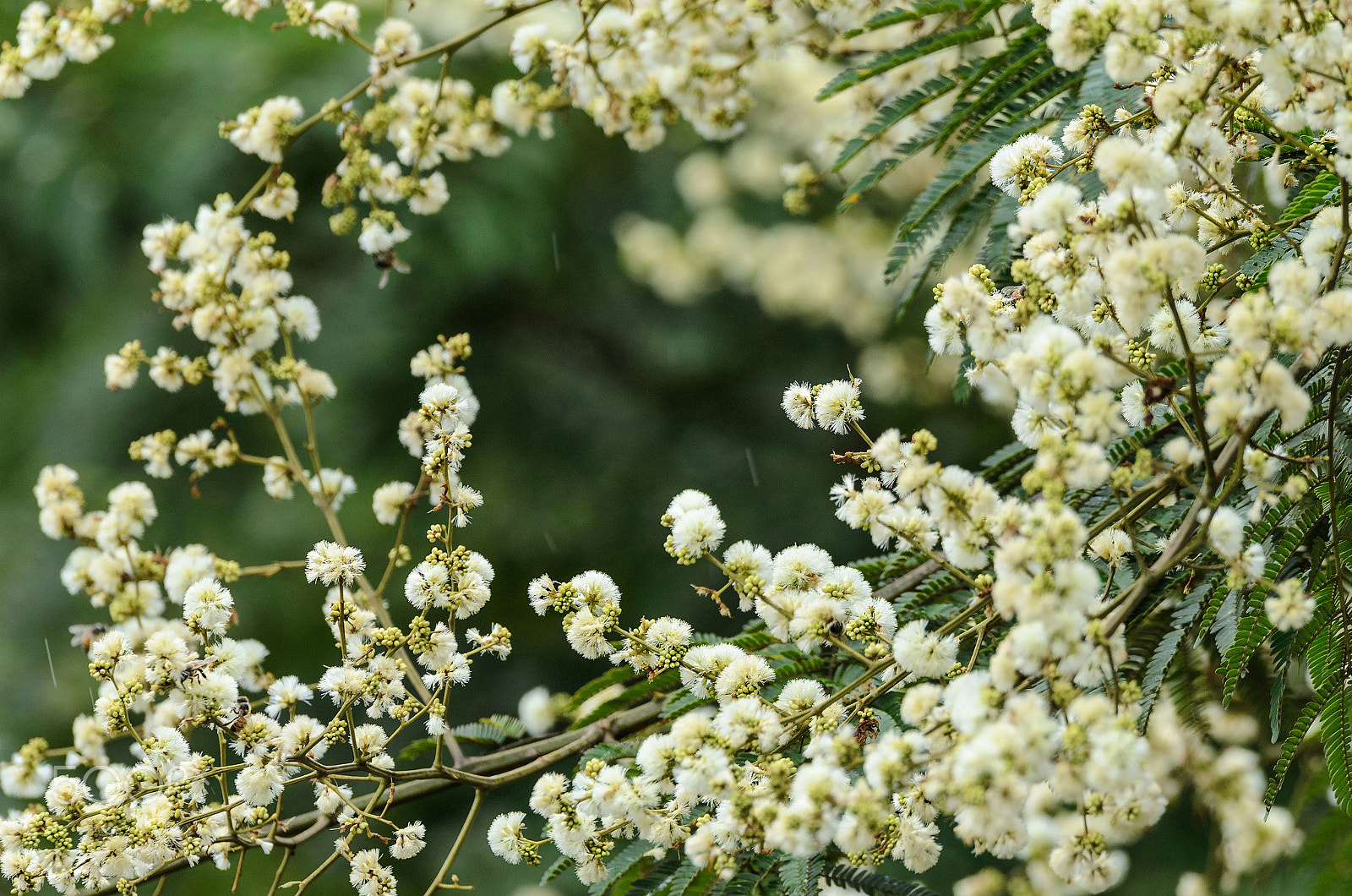 Nikon D7000 sample photo. Spring background with white flowers photography