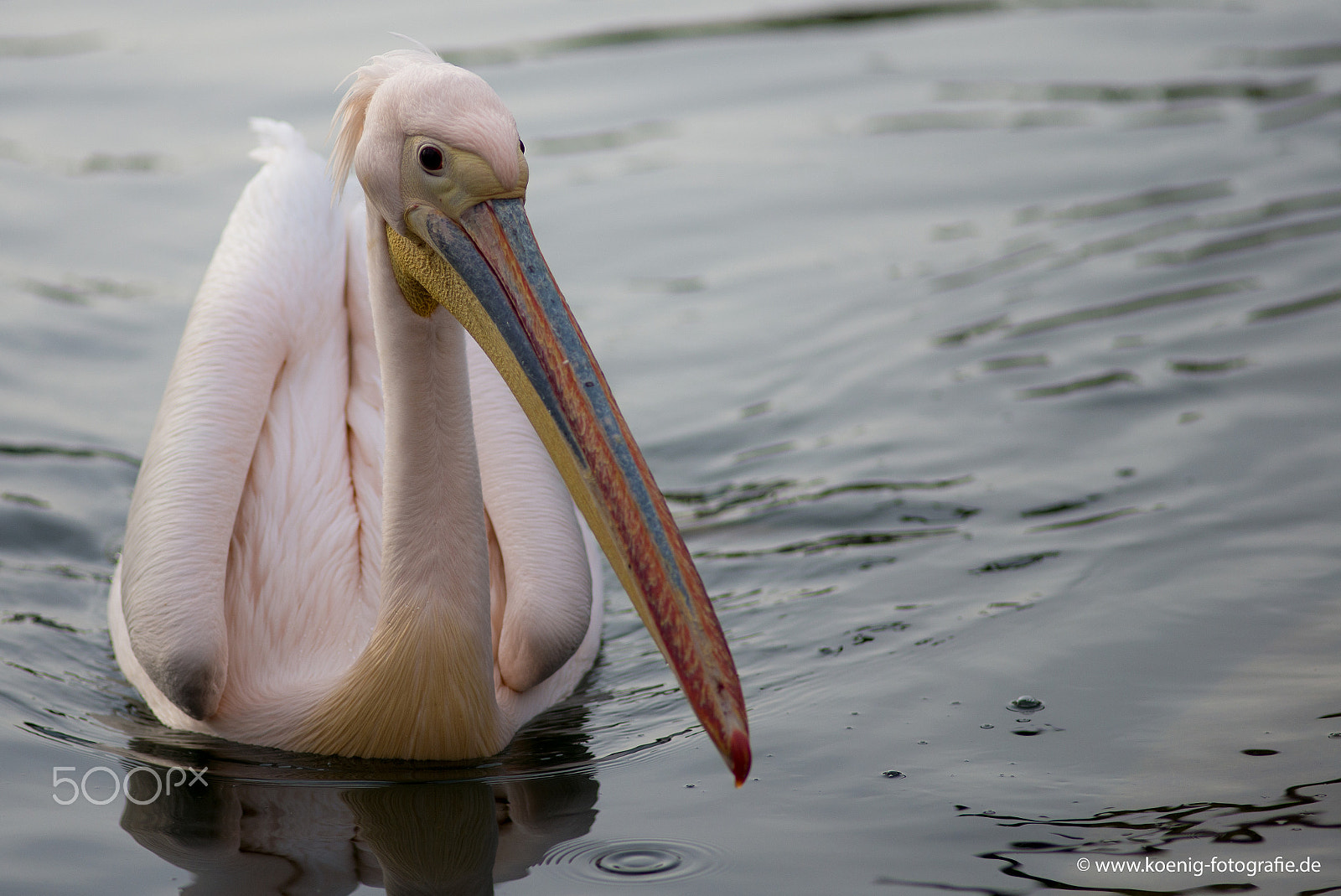 Nikon AF Nikkor 180mm F2.8D ED-IF sample photo. Pelican on the lake photography