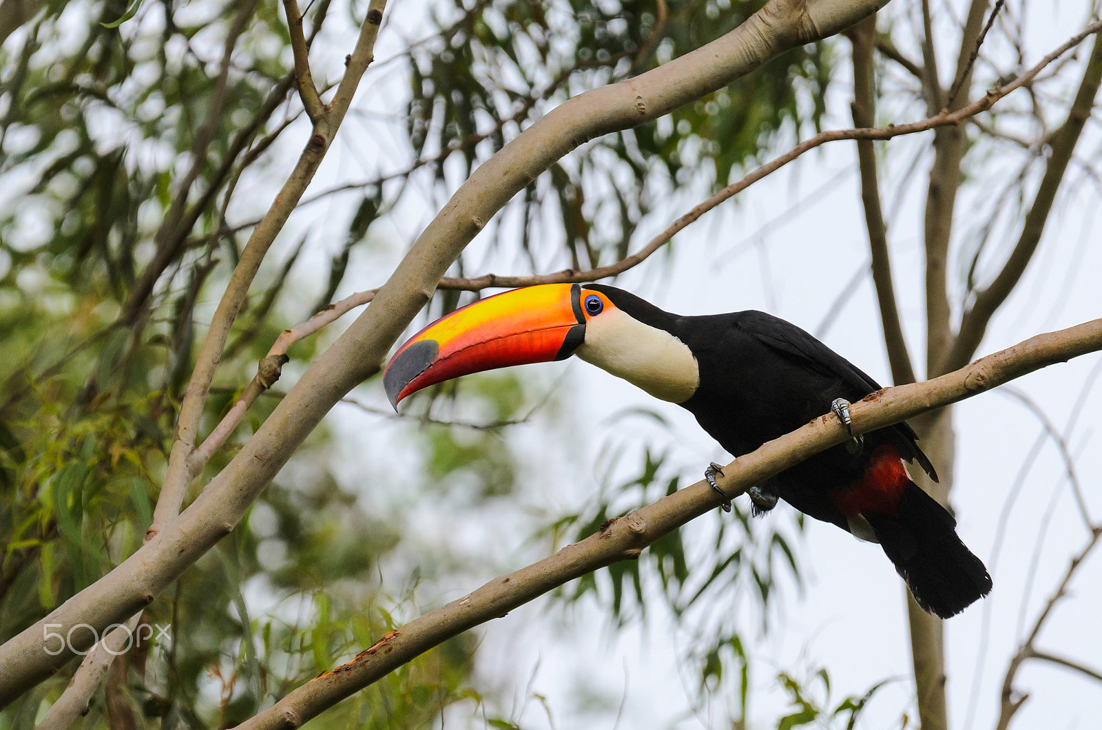 Nikon D7000 + Sigma 120-400mm F4.5-5.6 DG OS HSM sample photo. Toucan watching on a tree branch in the wild photography