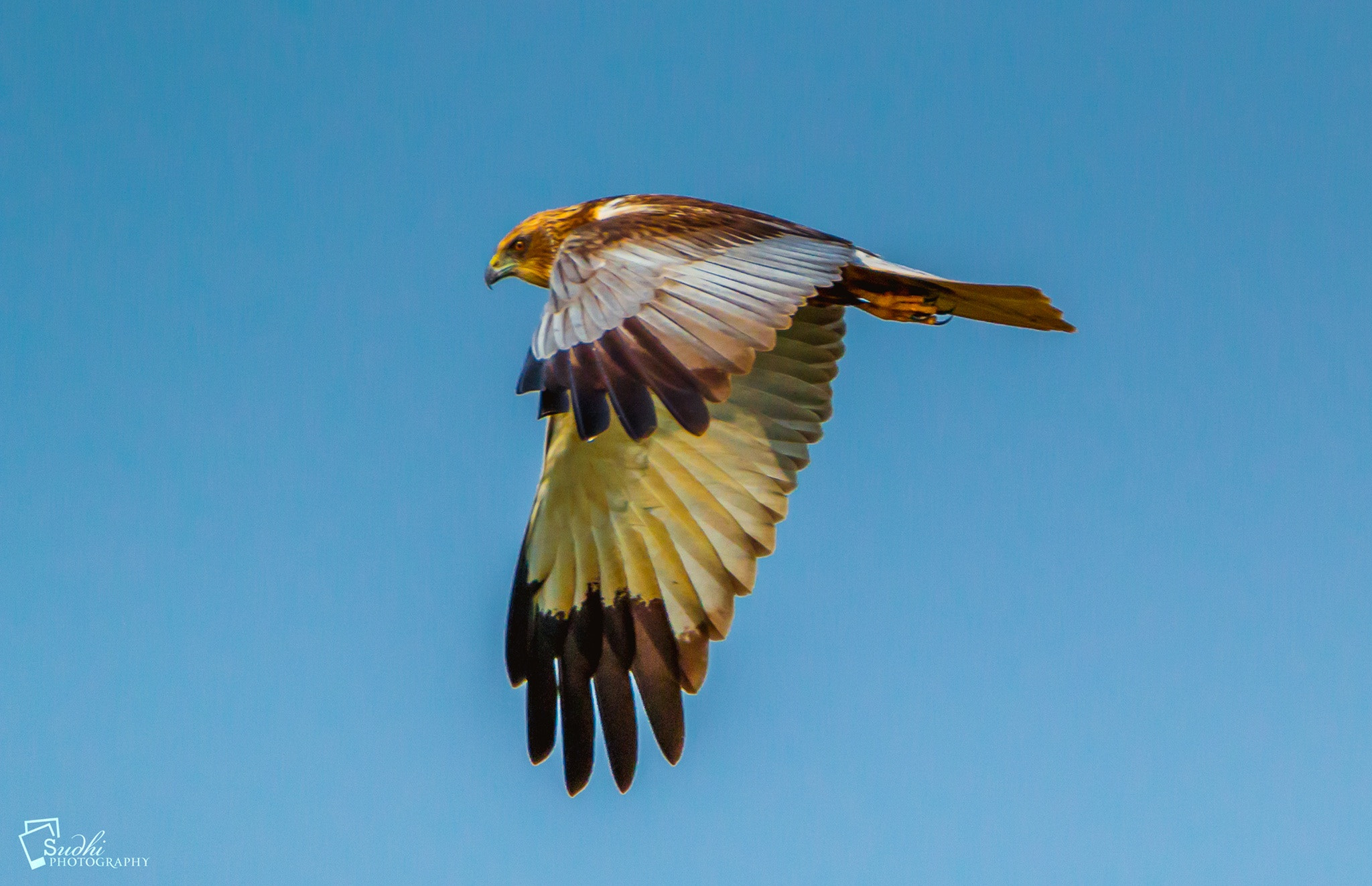 Tamron SP 150-600mm F5-6.3 Di VC USD sample photo. Marsh harrier juvenile photography