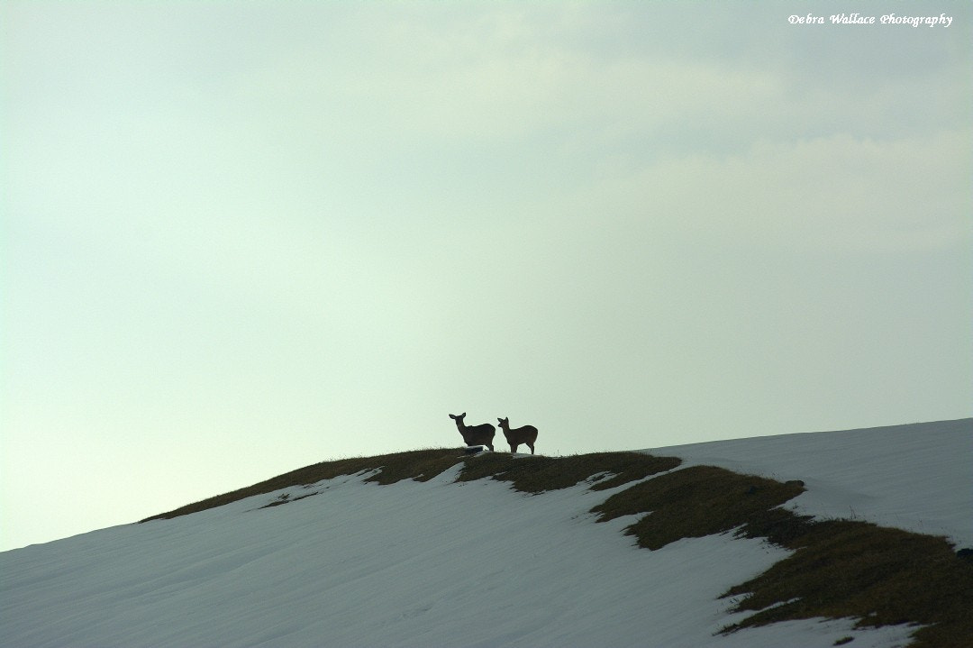 Nikon AF-Nikkor 80-200mm F2.8D ED sample photo. Deer on the landfill photography