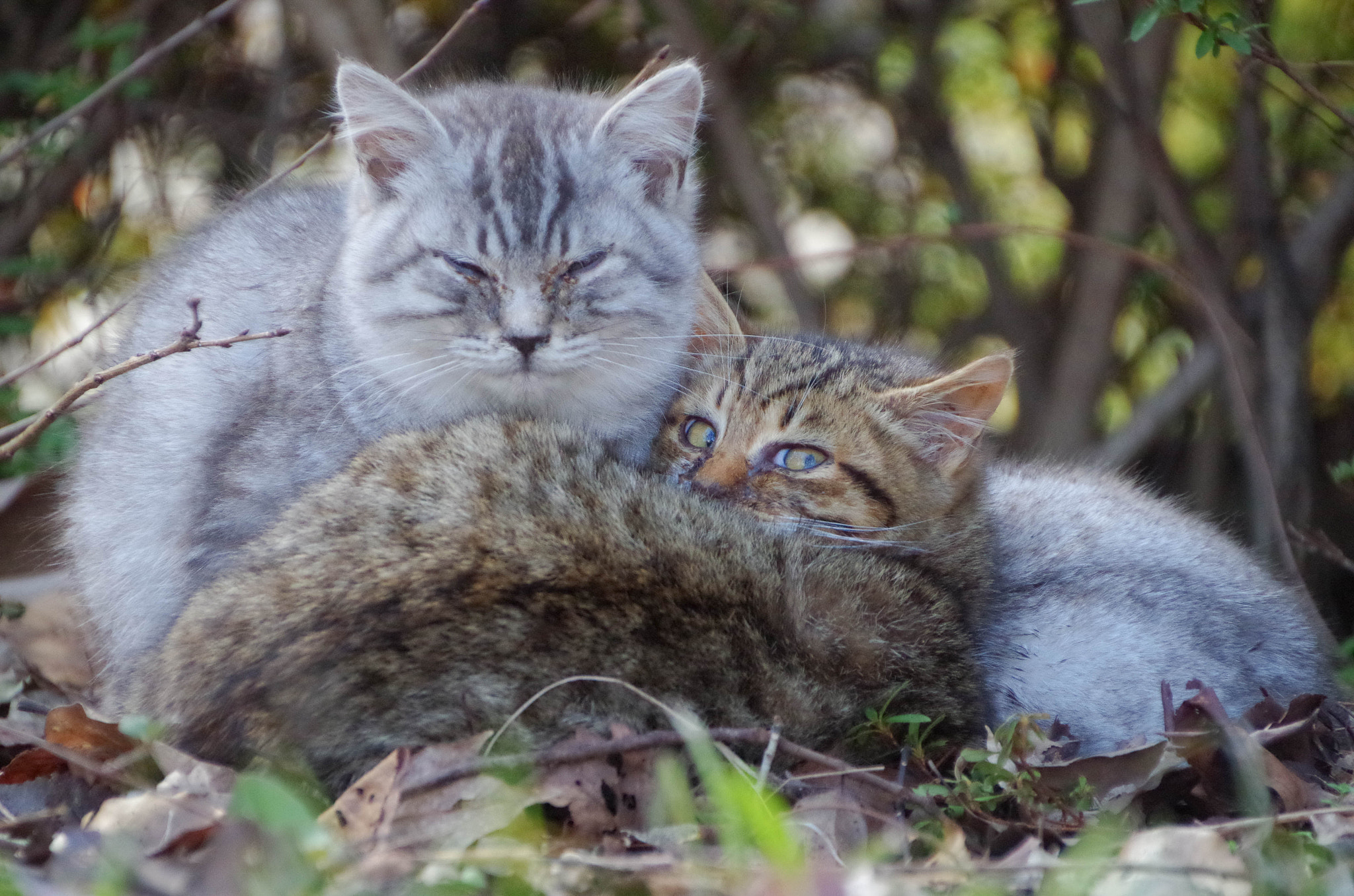 Pentax smc DA 18-270mm F3.5-6.3 ED SDM sample photo. Secret garden photography