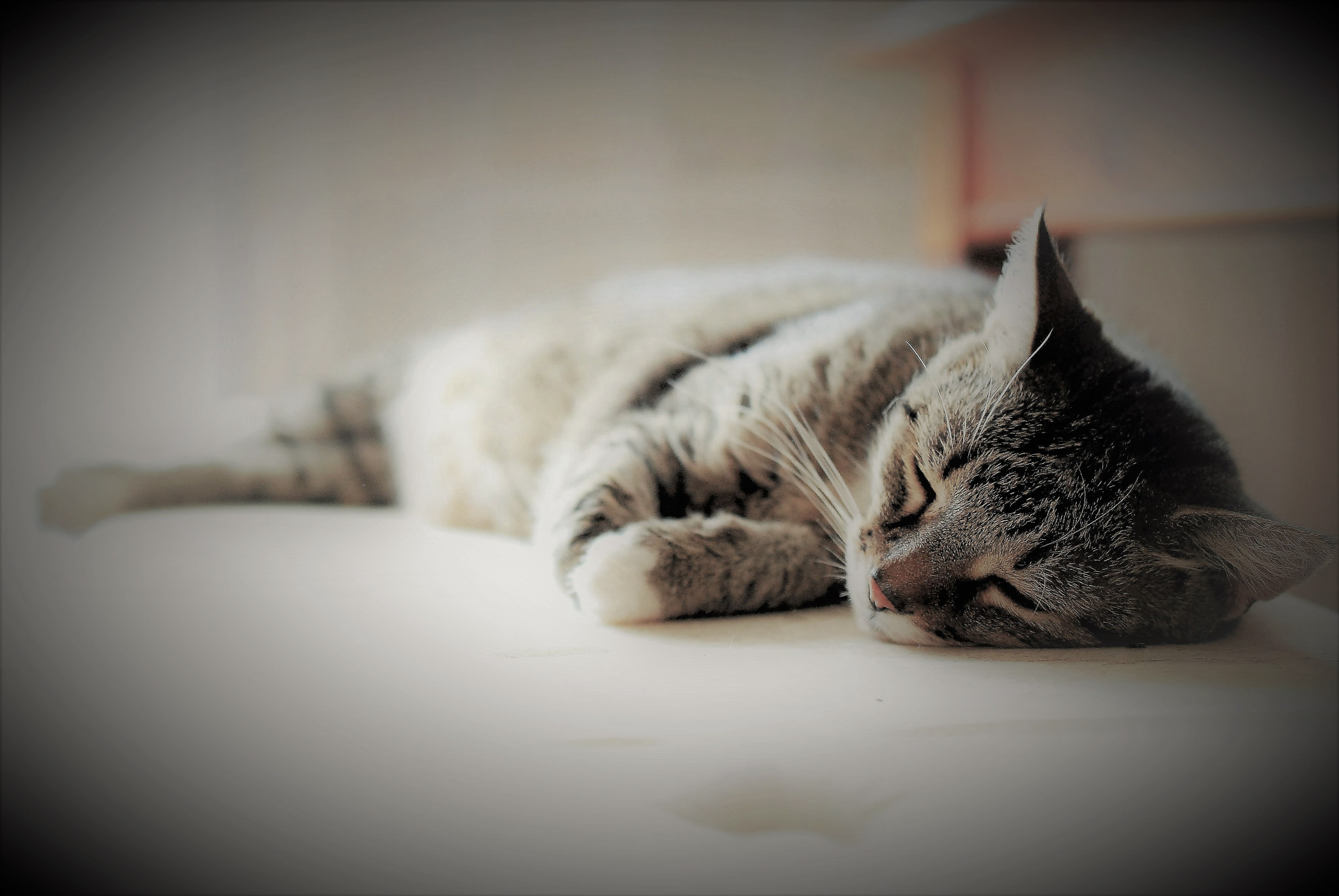 Nikon D40X sample photo. My sleeping beauty :o) photography