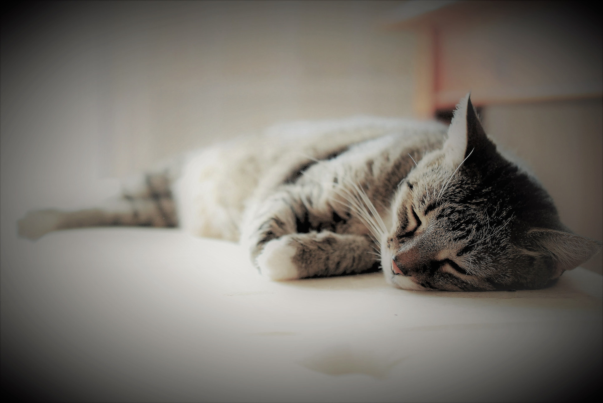 Nikon AF-S DX Micro Nikkor 40mm F2.8 sample photo. My sleeping beauty :o) photography